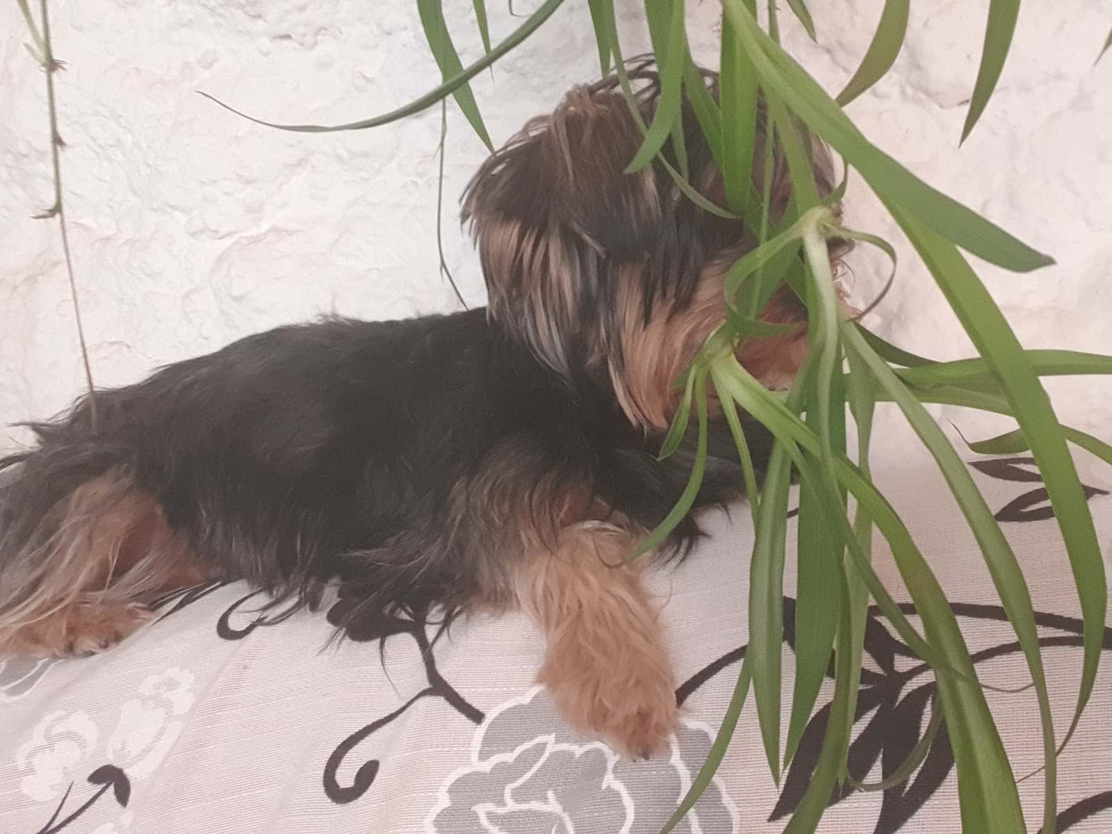 Clínica Veterinaria Gespiber