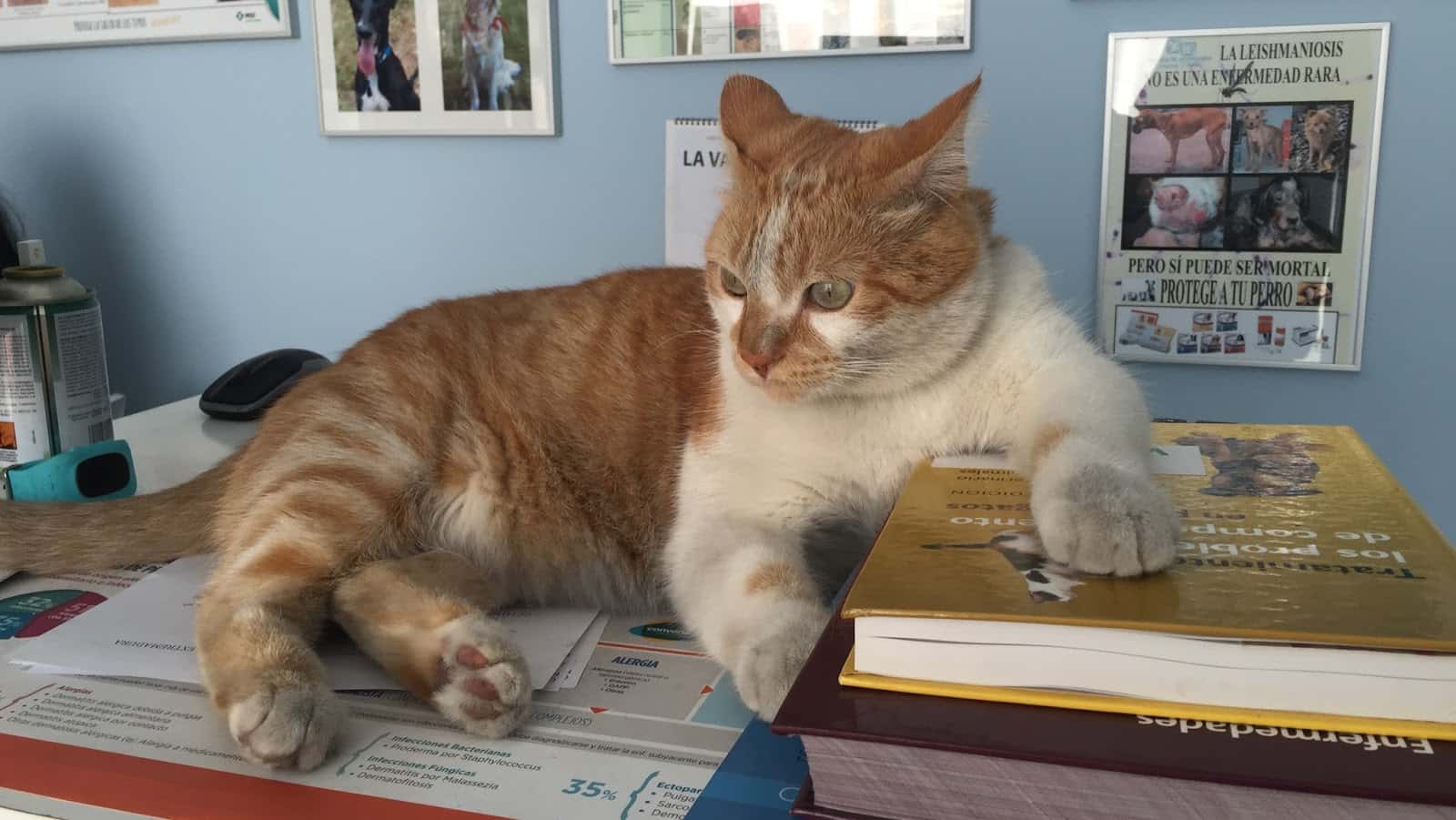 consulta veterinaria francisco j  ramos veterinario centro en valencia de alcantara en caceres principalImage ADOPTA Sitios Pet Friendly