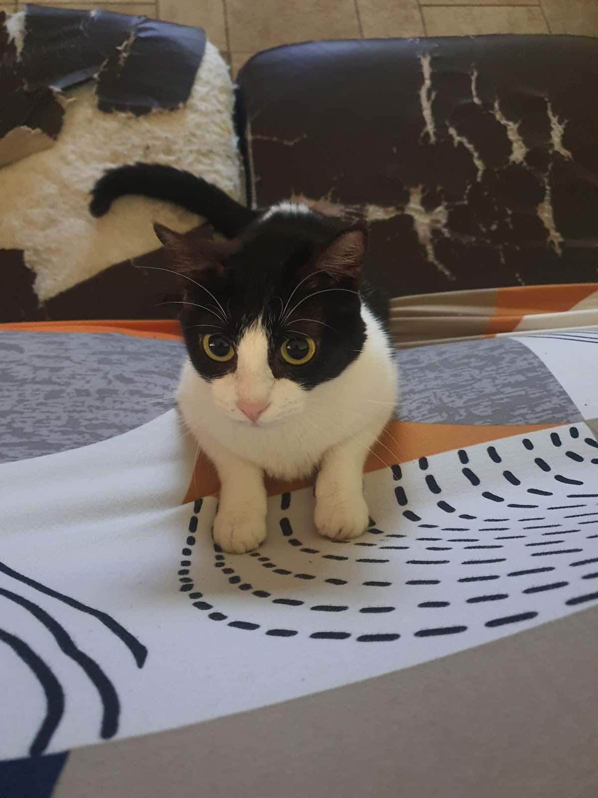 animaux veterinario centro en binisalem en illes balears photo undefined ADOPTA Sitios Pet Friendly