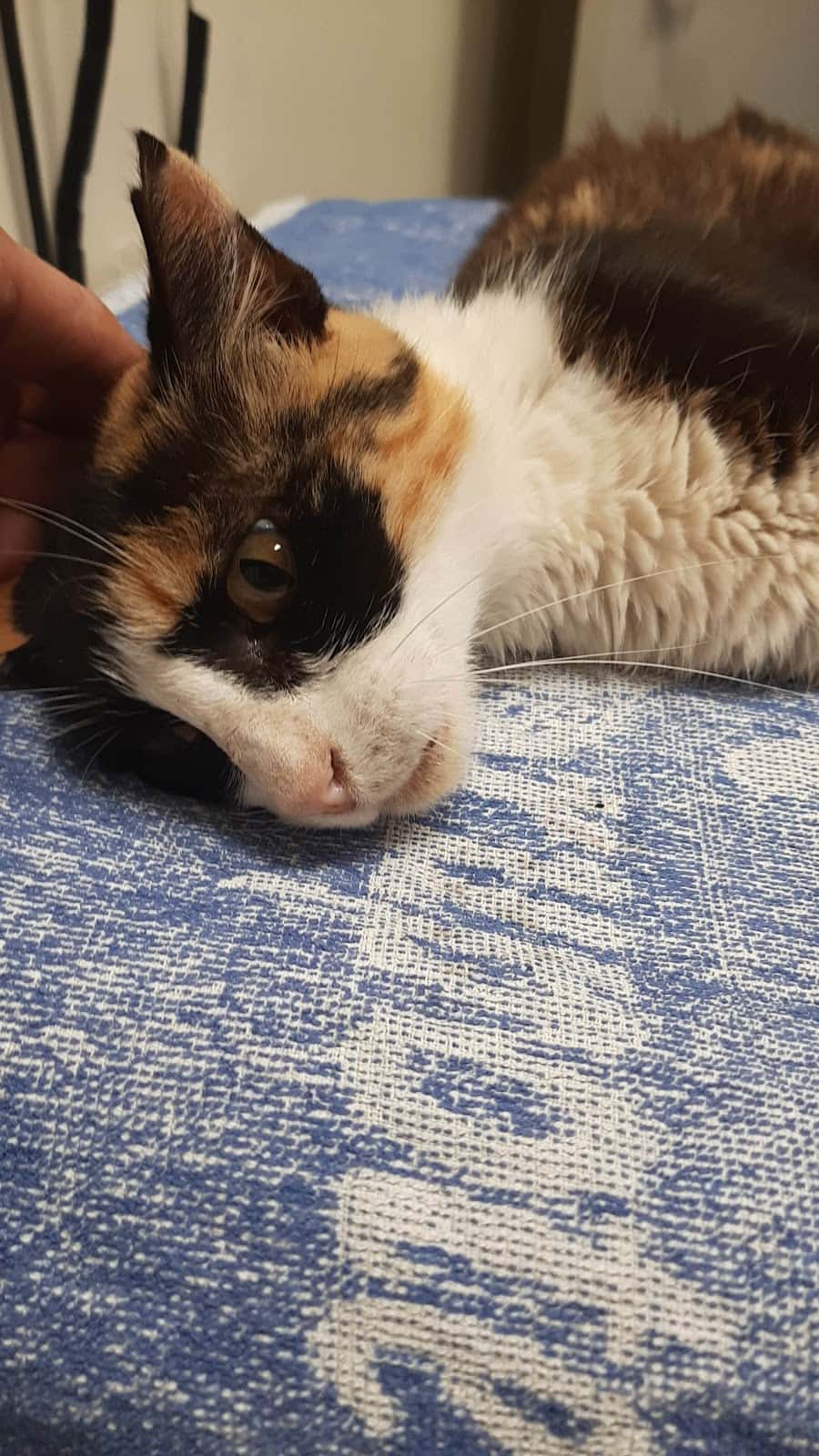 Clínica Veterinària Ca'n Picafort