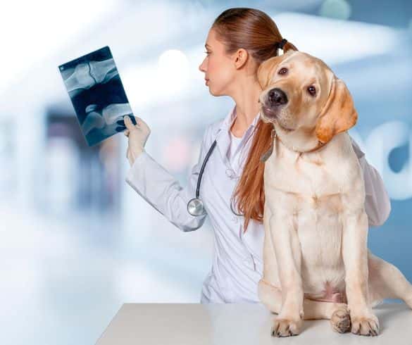 Clínica Veterinaria Santa Ponça