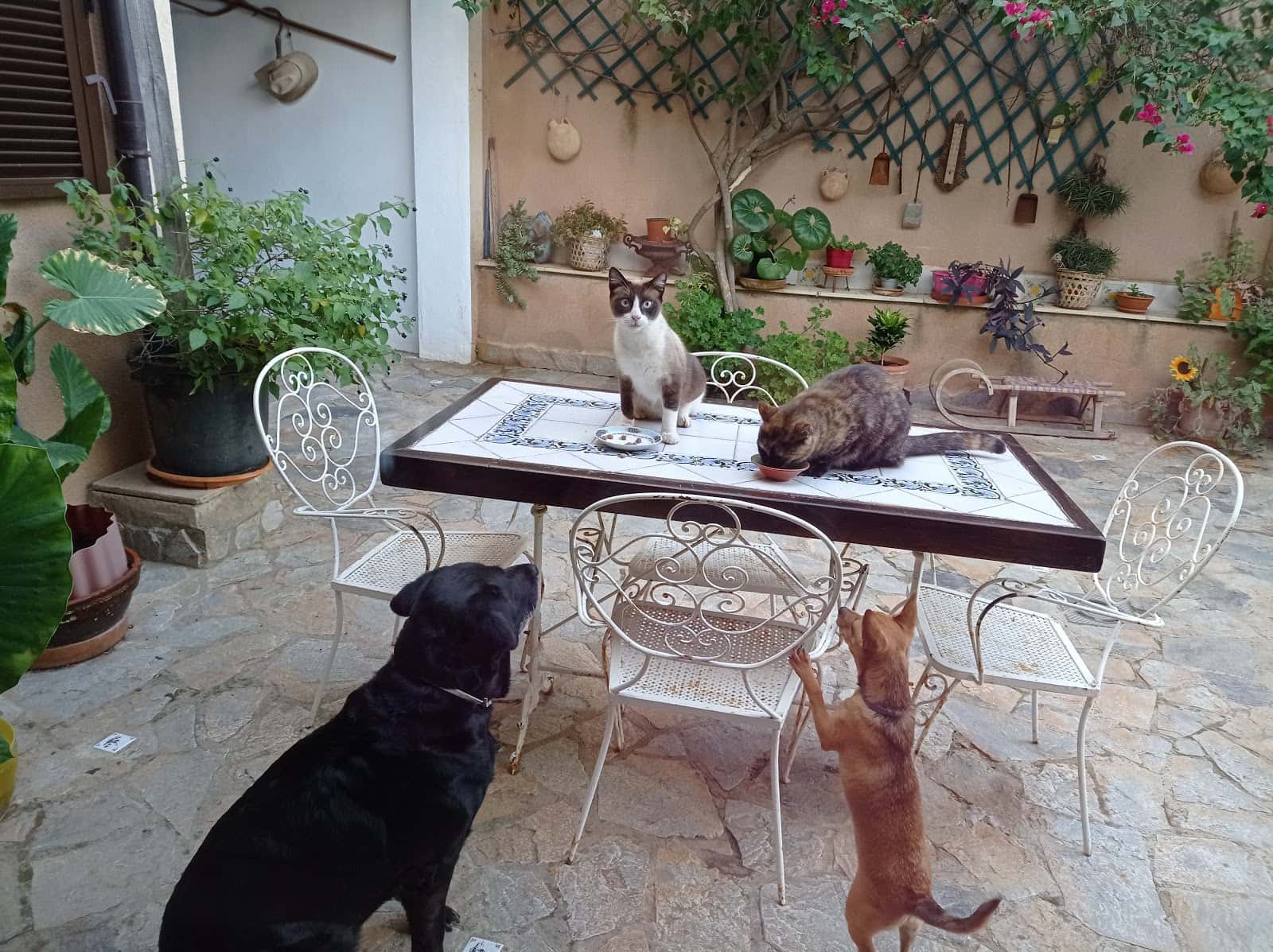 VETERINARIA SAN TELMO