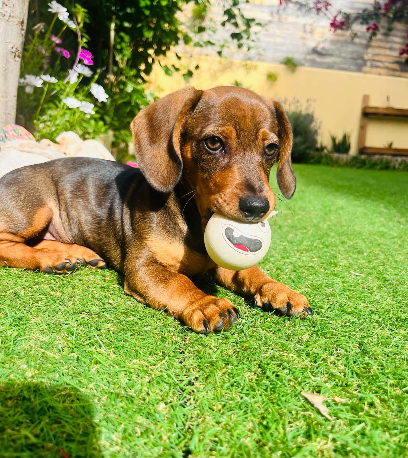 Clínica Veterinaria Montuïri | MiVet
