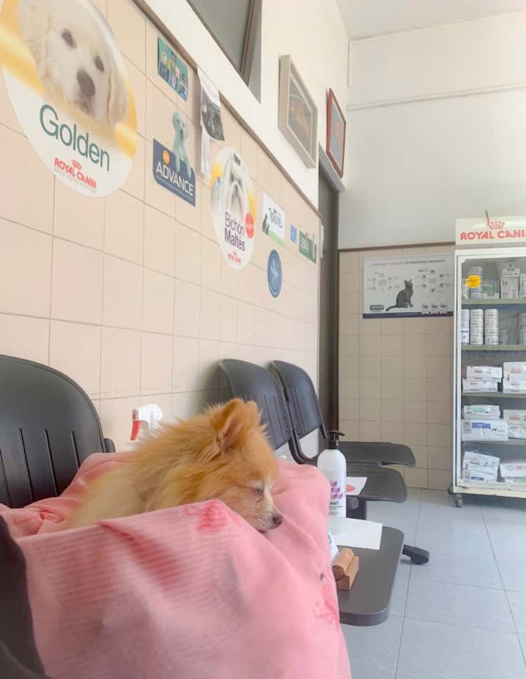 medicina biologica ramon ripoll ensenyat veterinario centro en manacor en illes balears photo undefined ADOPTA Sitios Pet Friendly