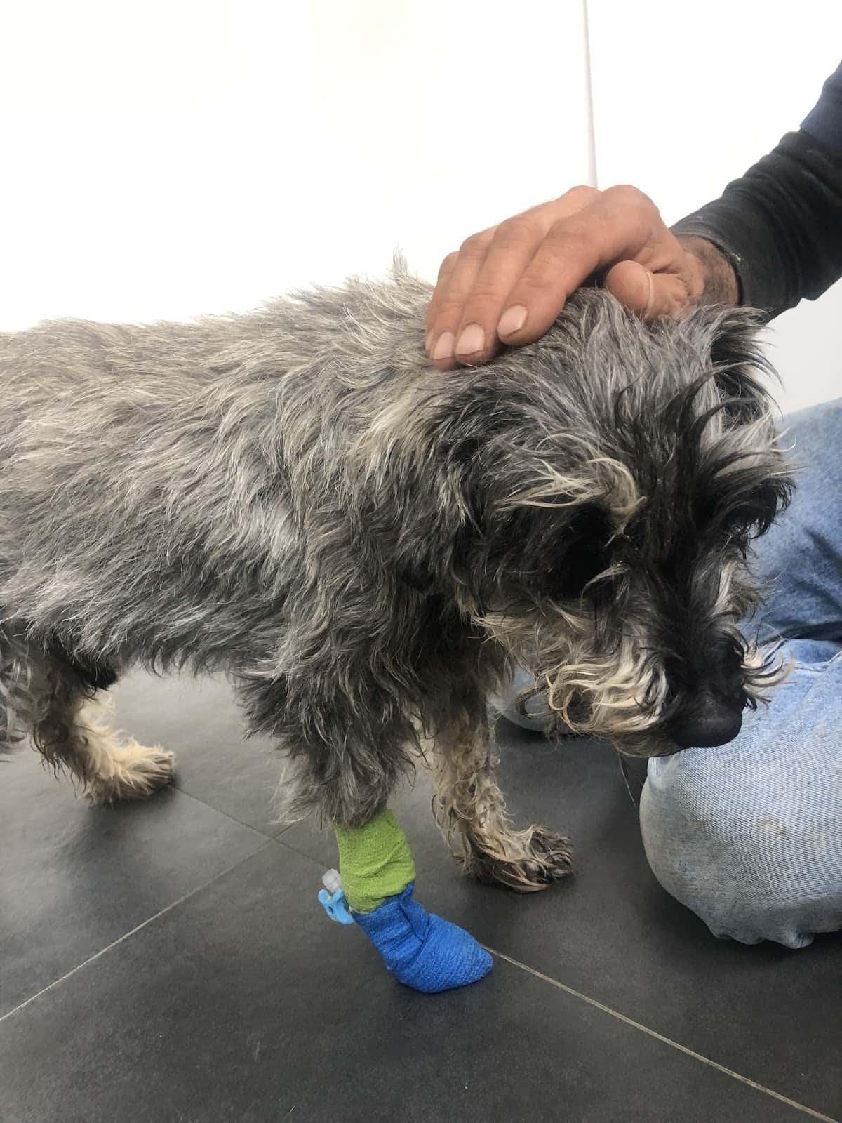 Hospital Veterinario Ciutat d´Inca