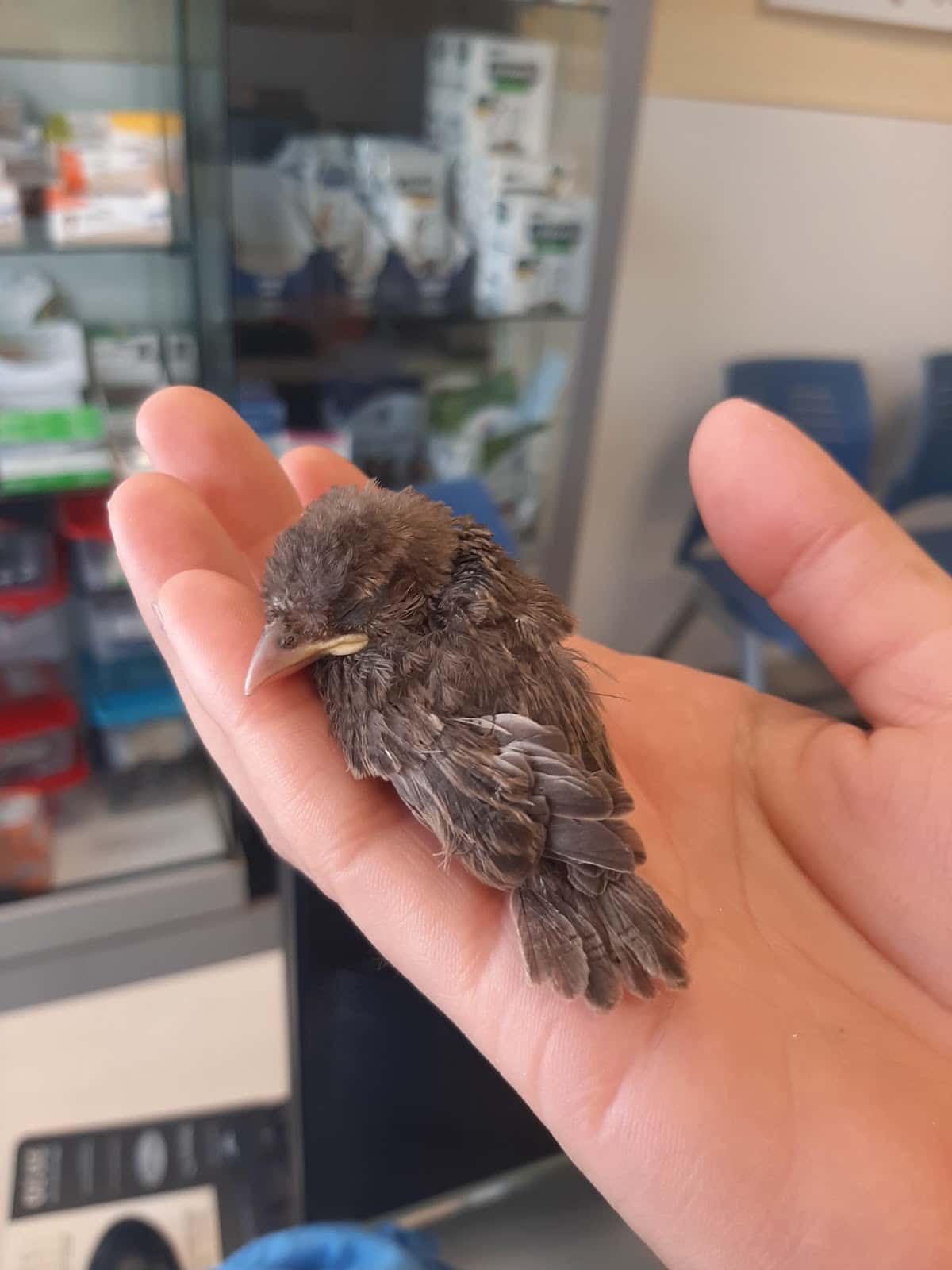 Clínica Veterinaria Eivivet