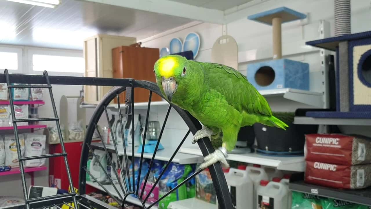 Clínica Veterinària Son Rapinya