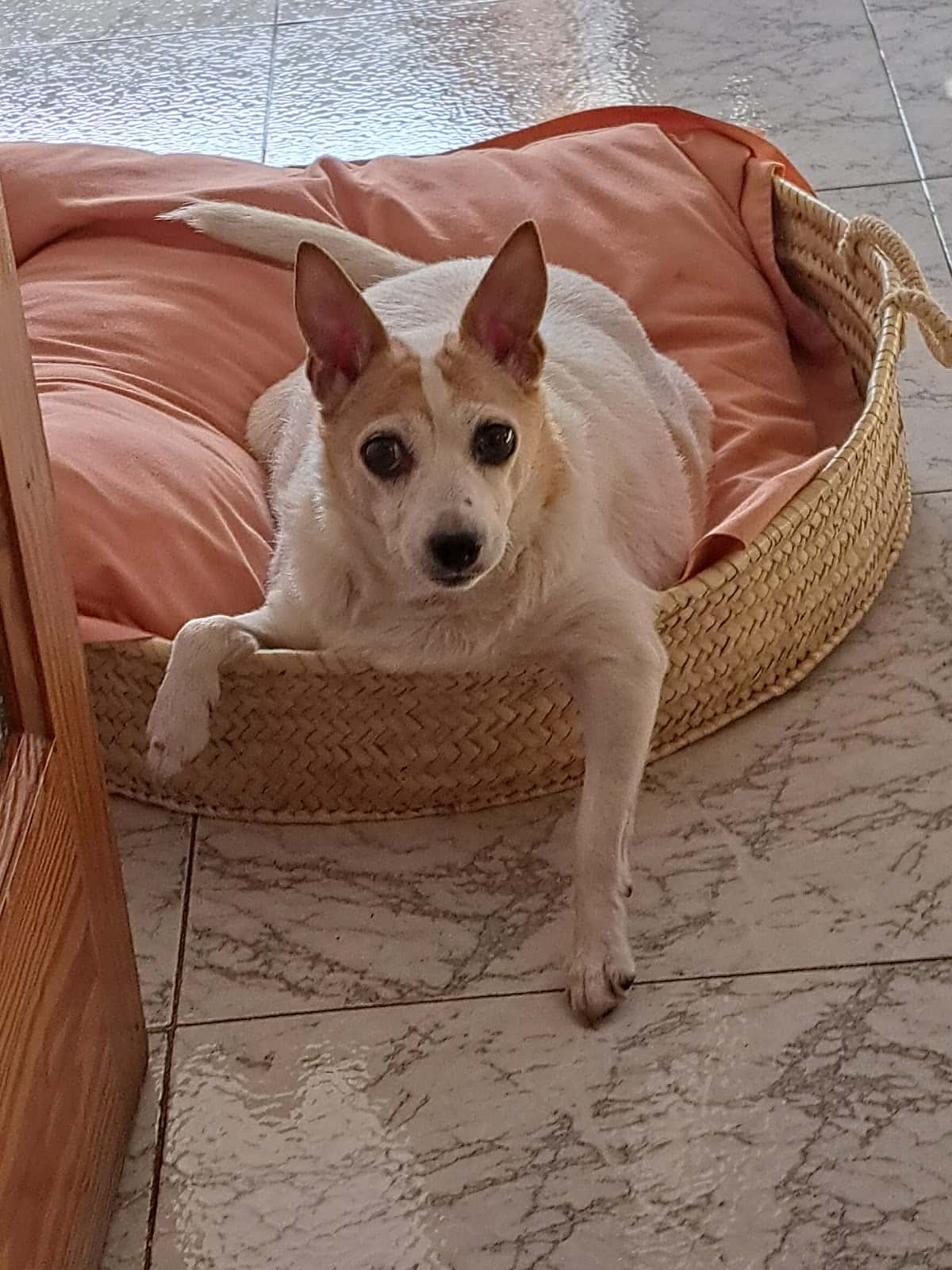Clínica Veterinària Son Rapinya