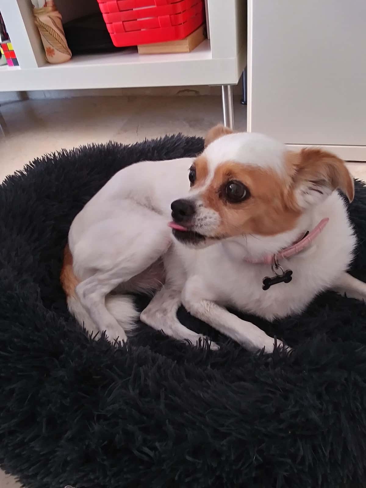 Clínica Veterinària Son Rapinya