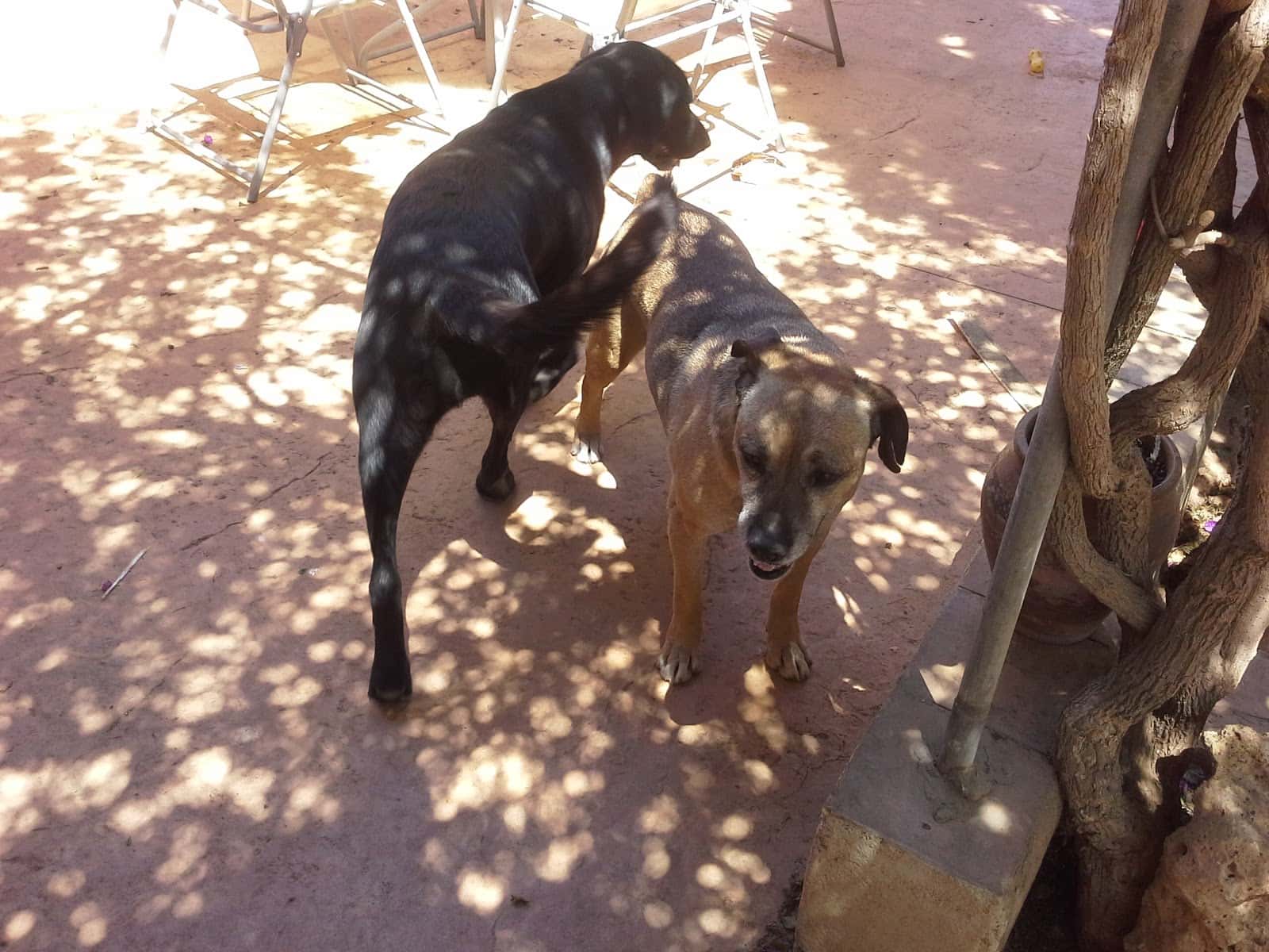 Clínica Veterinaria Inca