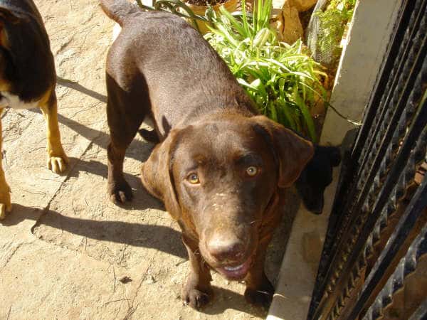 Clínica Veterinaria Inca