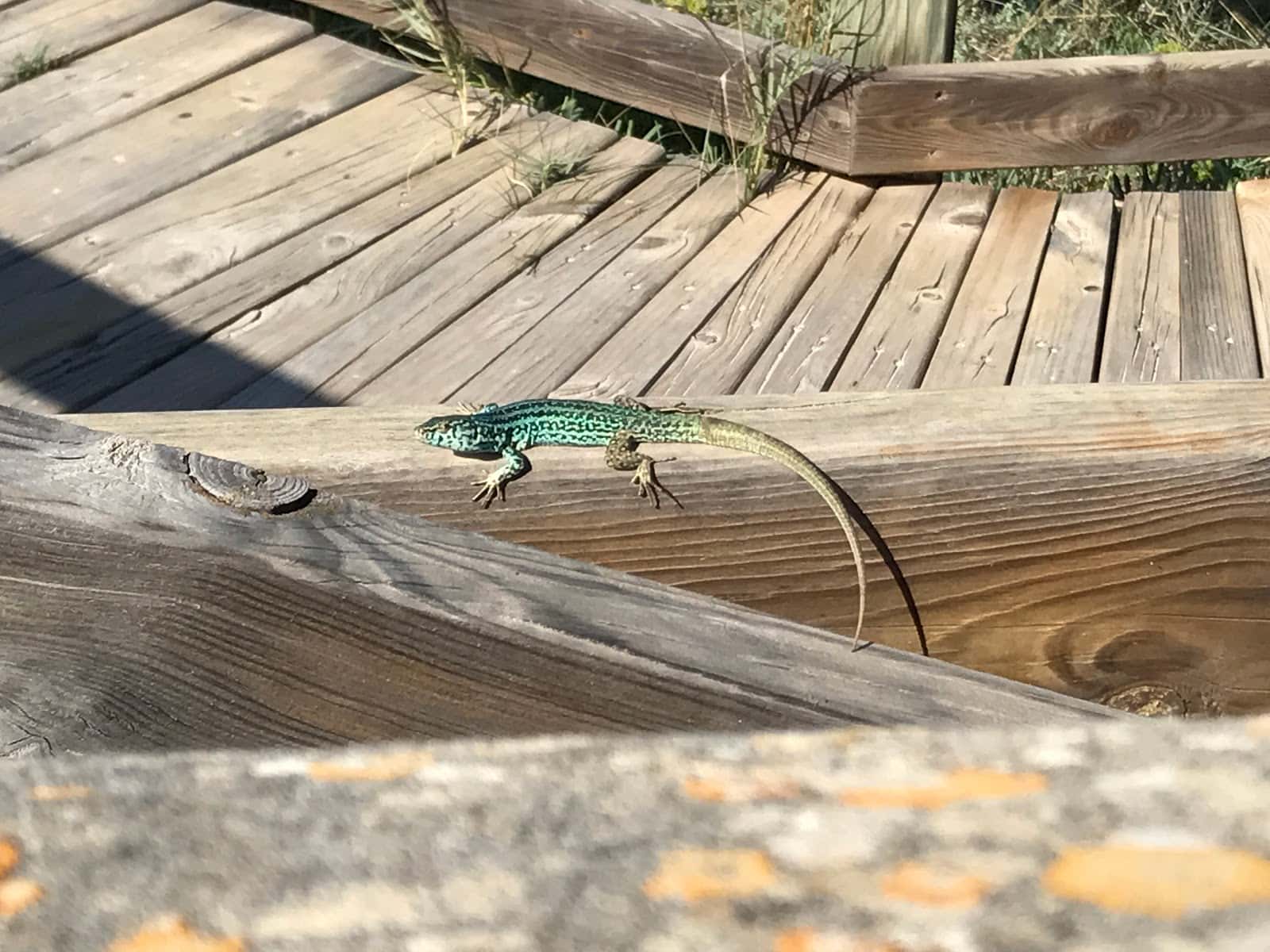 Clínica Veterinaria Formentera