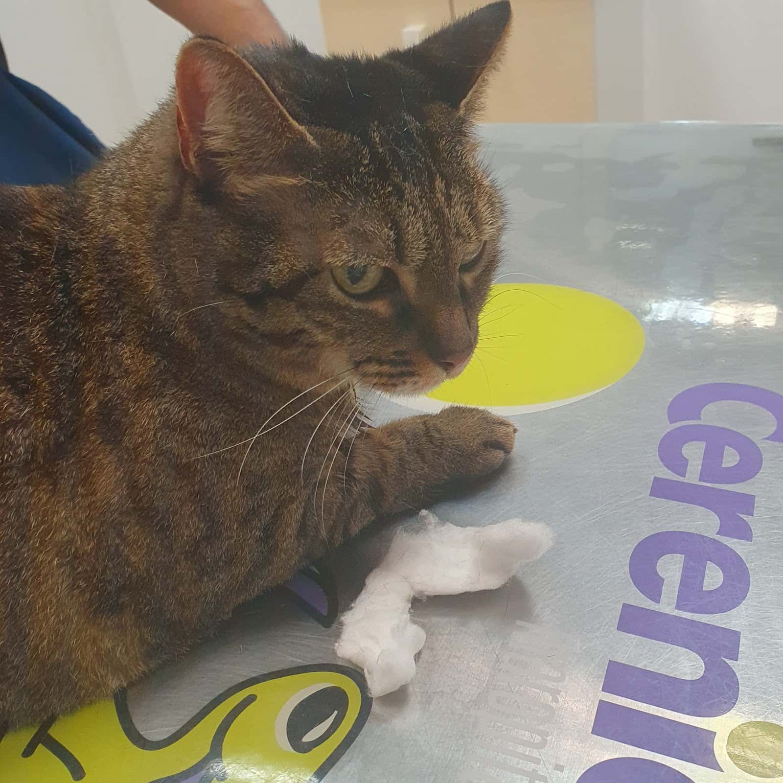Clínica Veterinaria Son Dureta
