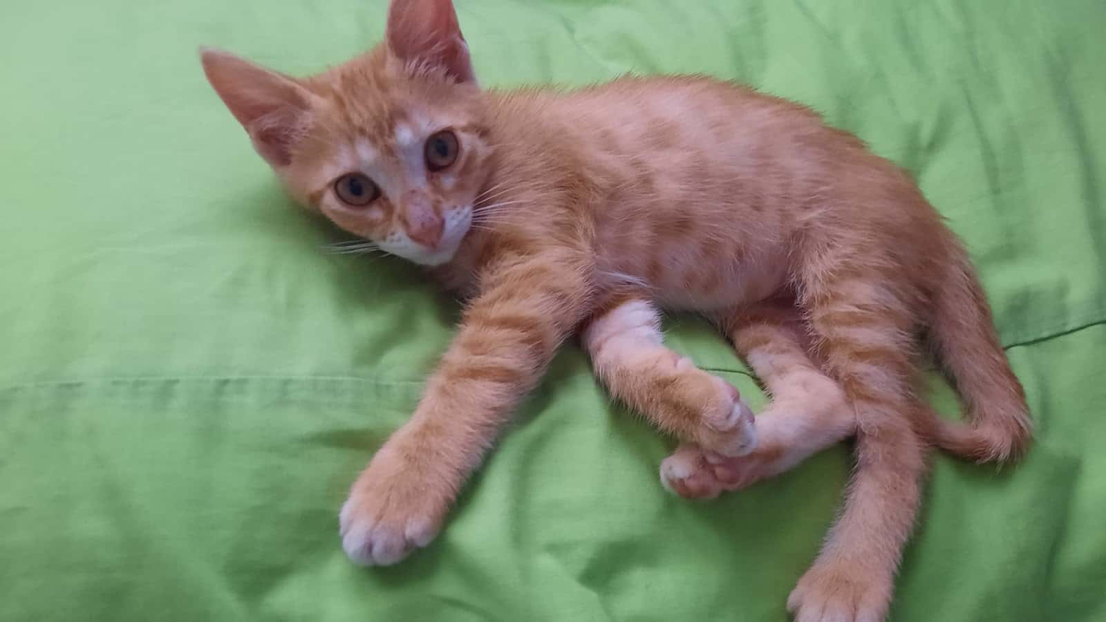 amic meu veterinario centro en consell en illes balears principalImage ADOPTA Sitios Pet Friendly