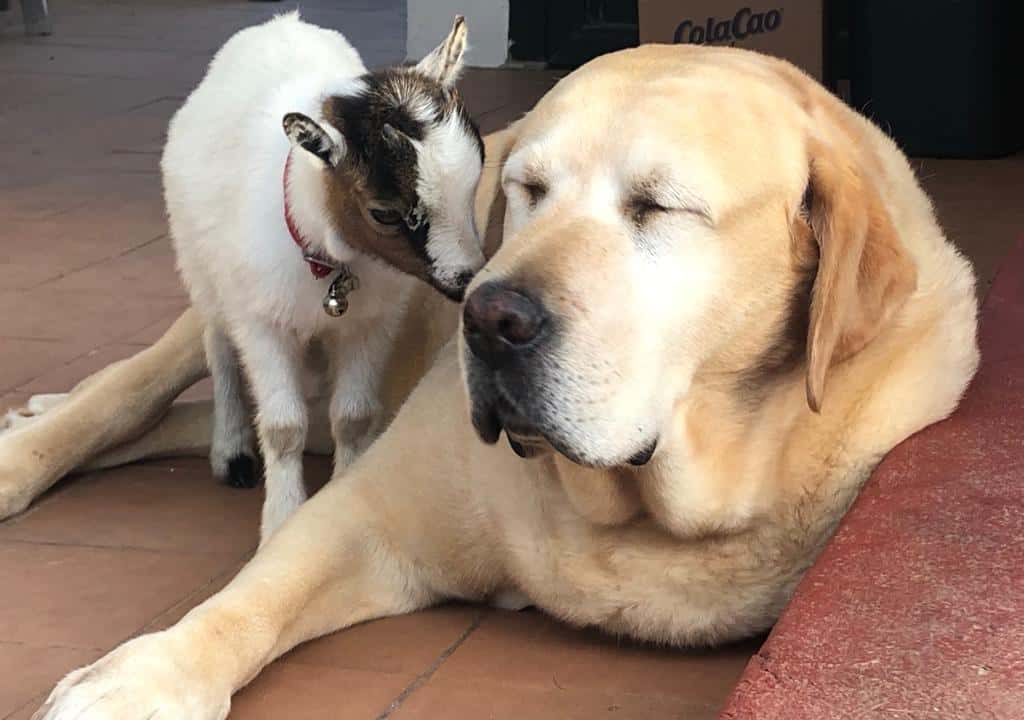 Clínica Veterinaria Es Mercadal