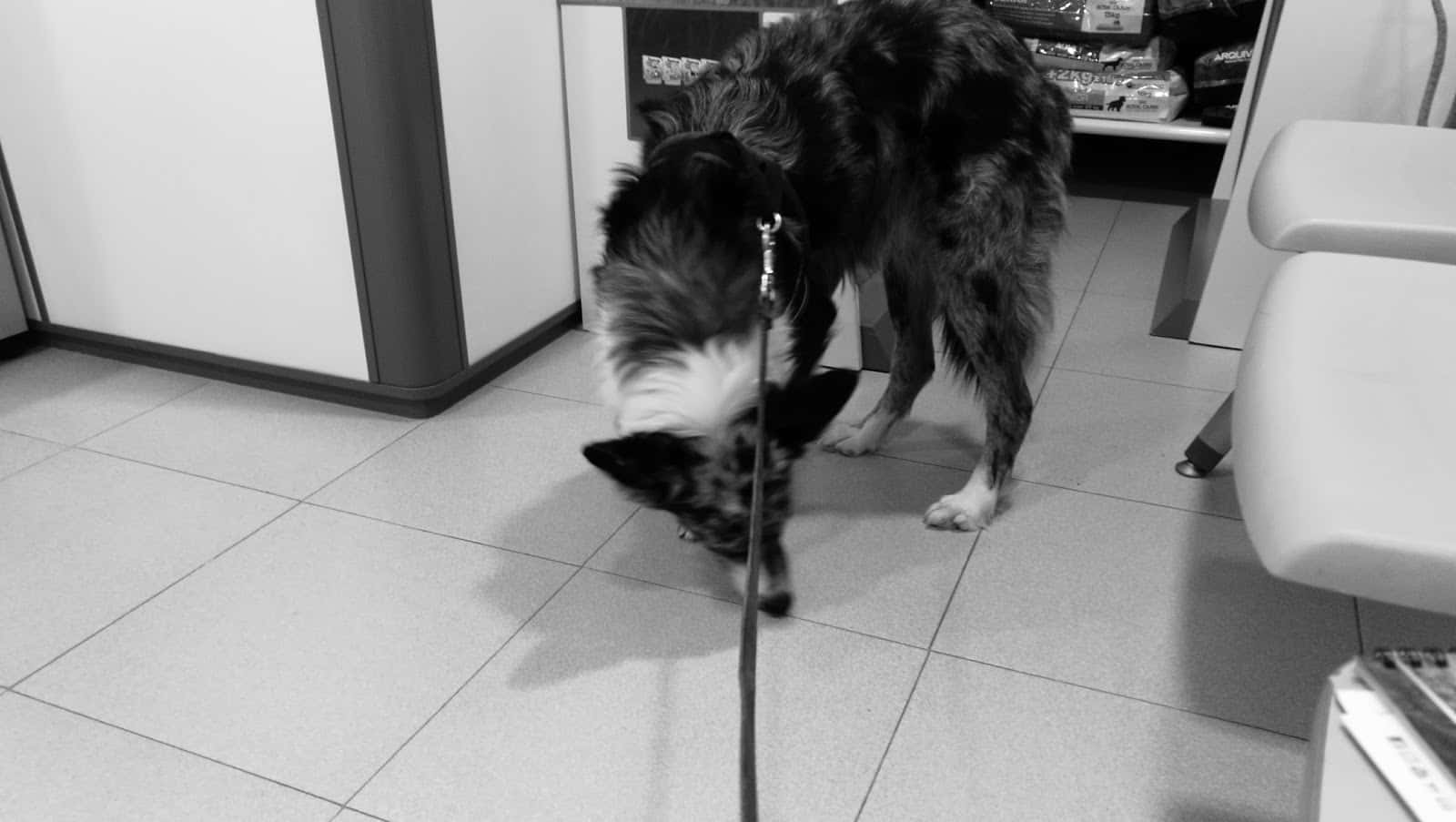 clinica veterinaria es mercadal veterinario clinica en es mercadal en illes balears principalImage ADOPTA Sitios Pet Friendly