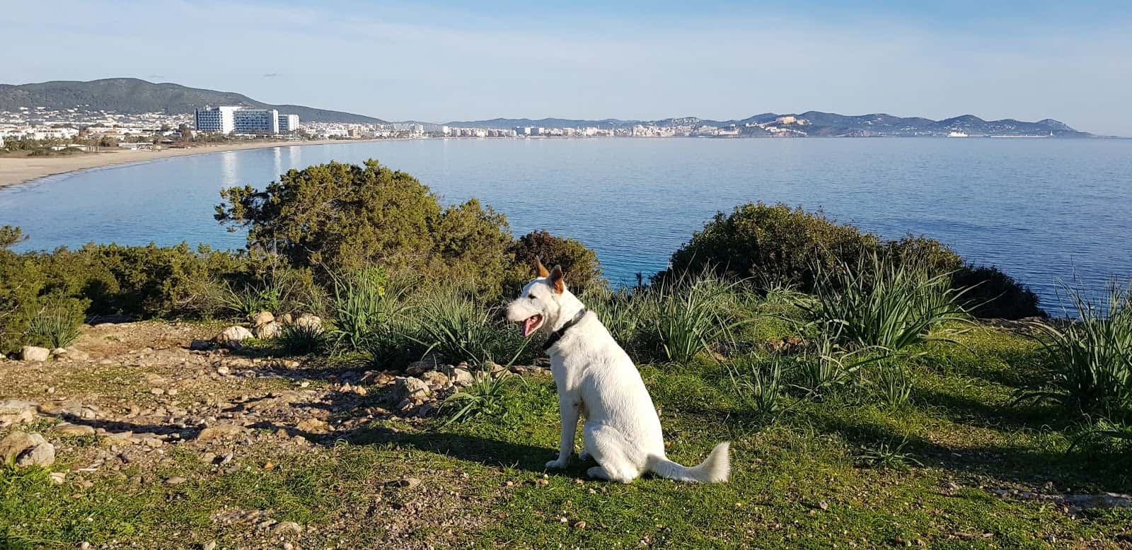Vila Veterinaris