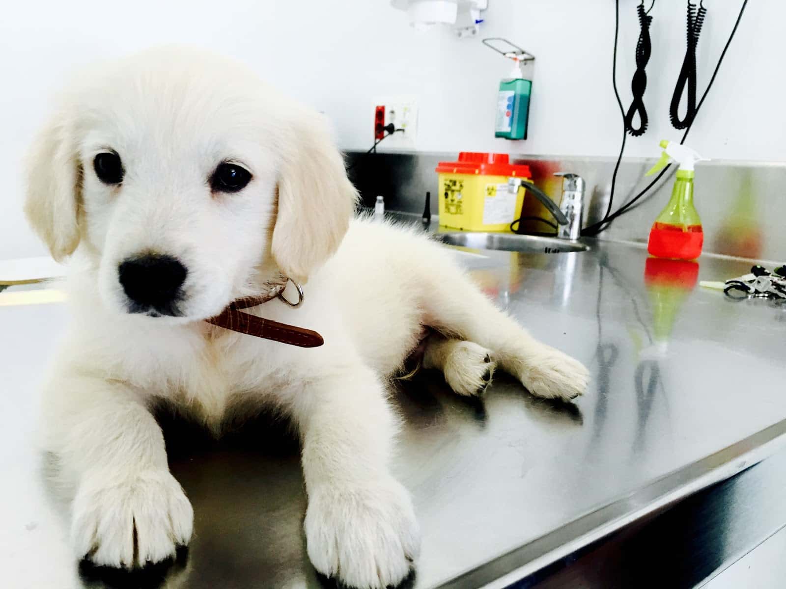 Centre Veterinari Part Forana