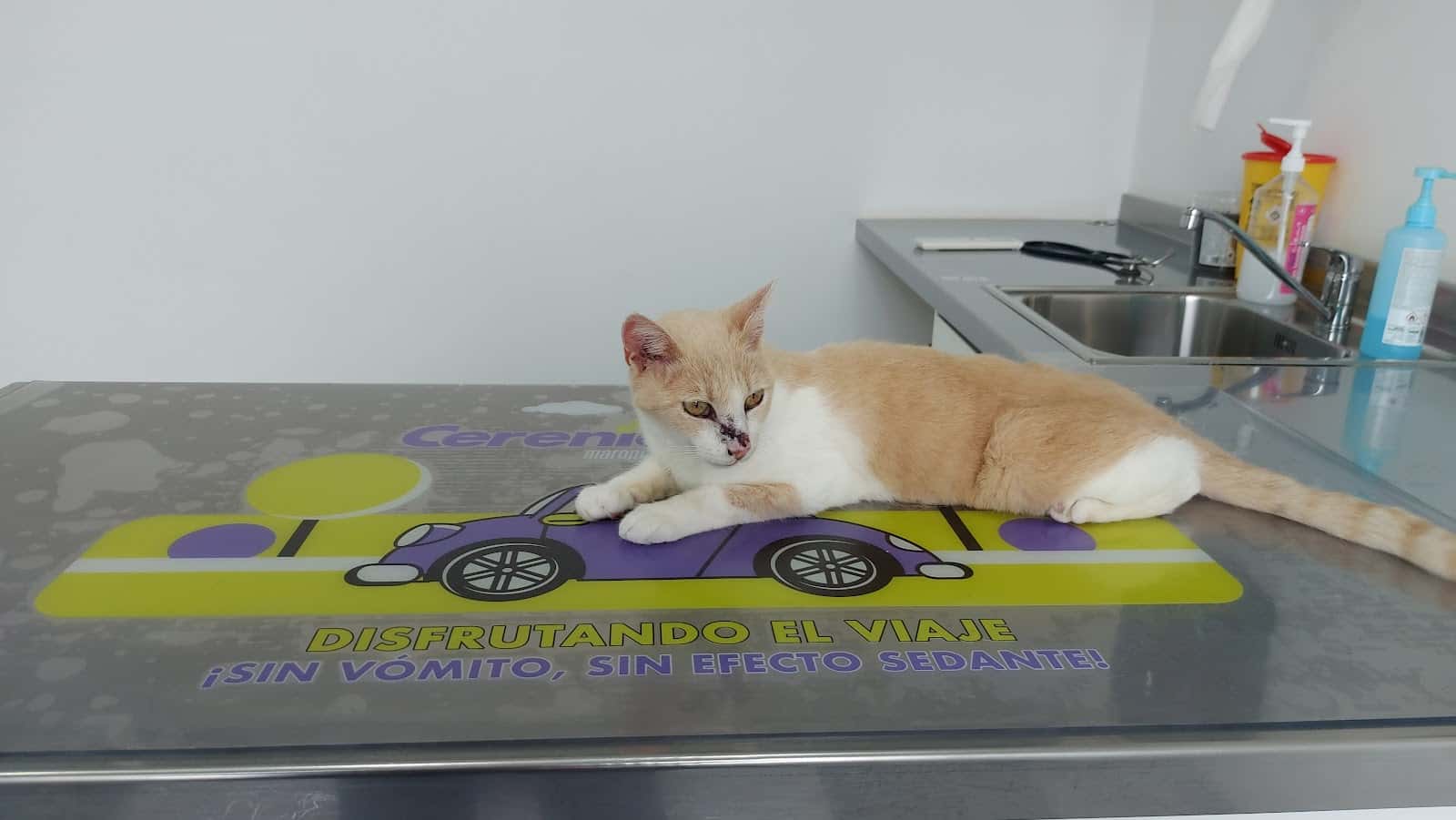 centre veterinari part forana veterinario centro en santa maria del cami en illes balears photo undefined ADOPTA Sitios Pet Friendly