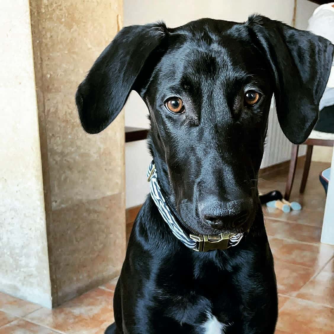Veterinàritx Clínica veterinària
