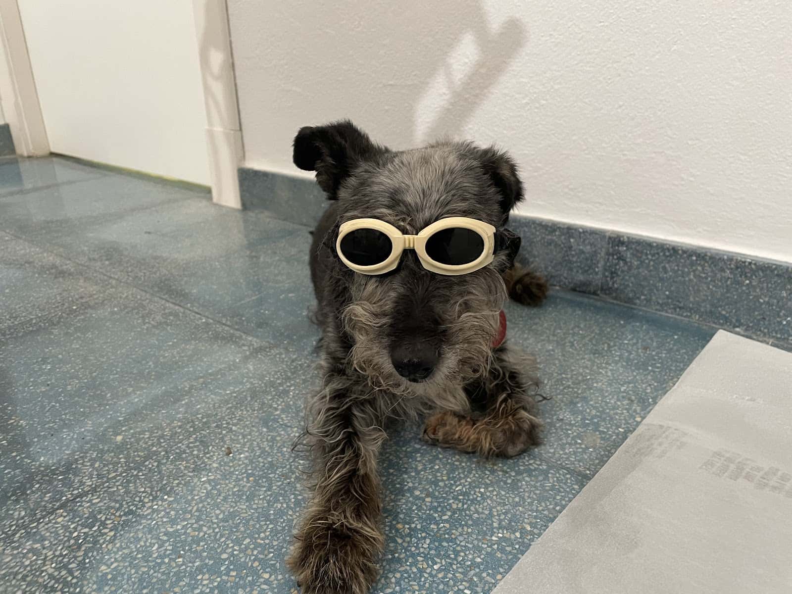 Clínica veterinaria José Angosto