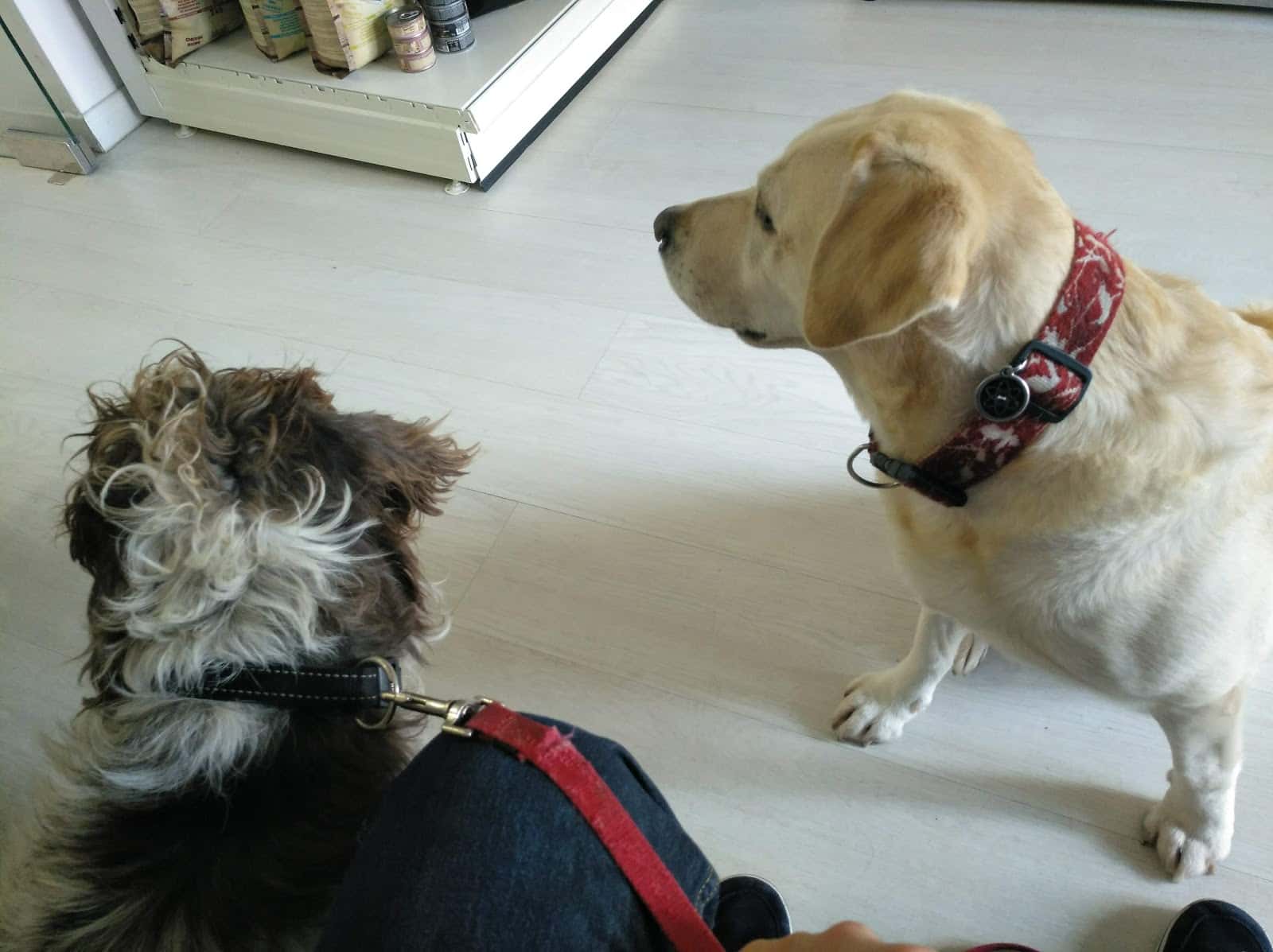 veterinària sa palla