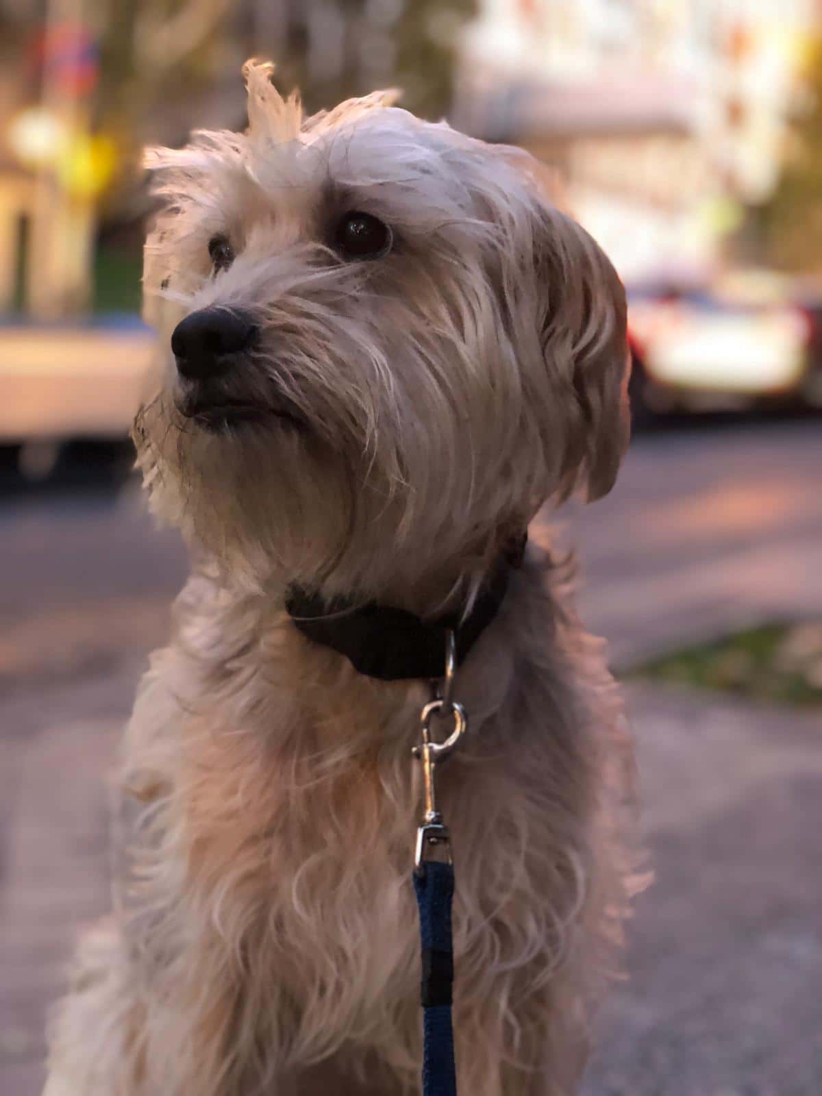 veterinària sa palla