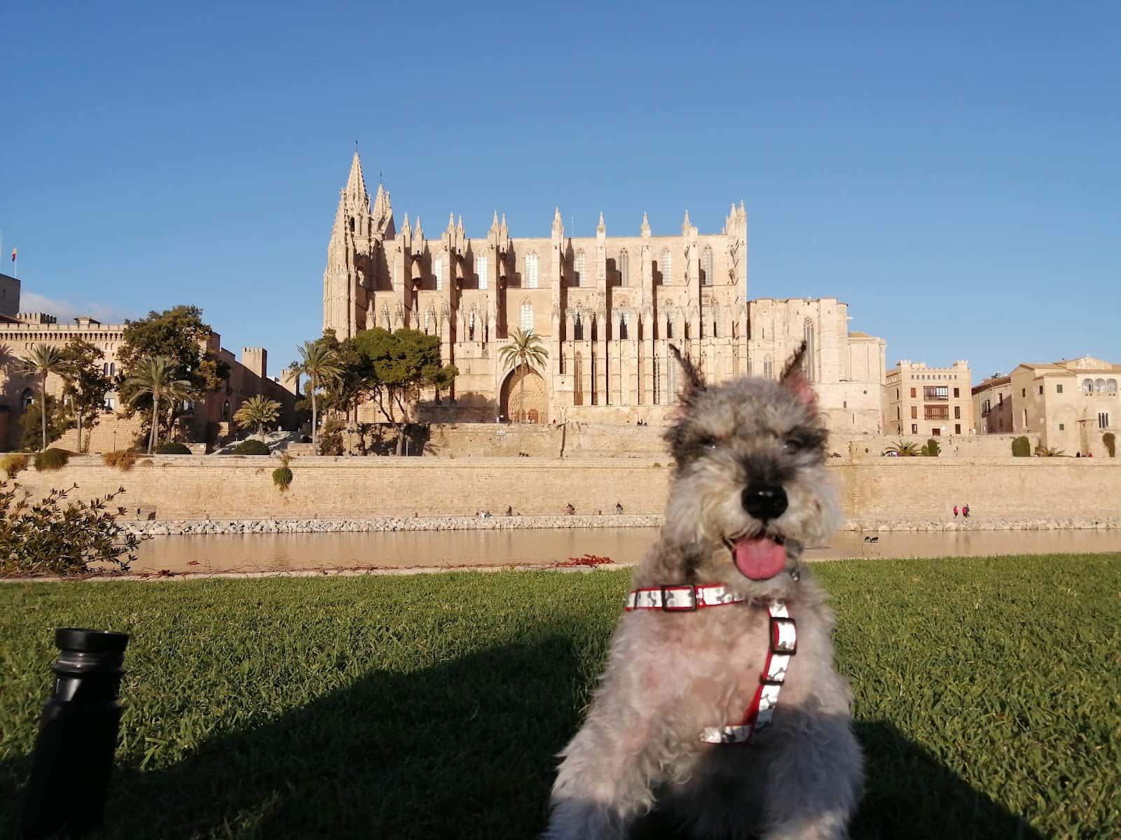 veterinaria sa palla veterinario centro en palma en illes balears principalImage ADOPTA Sitios Pet Friendly