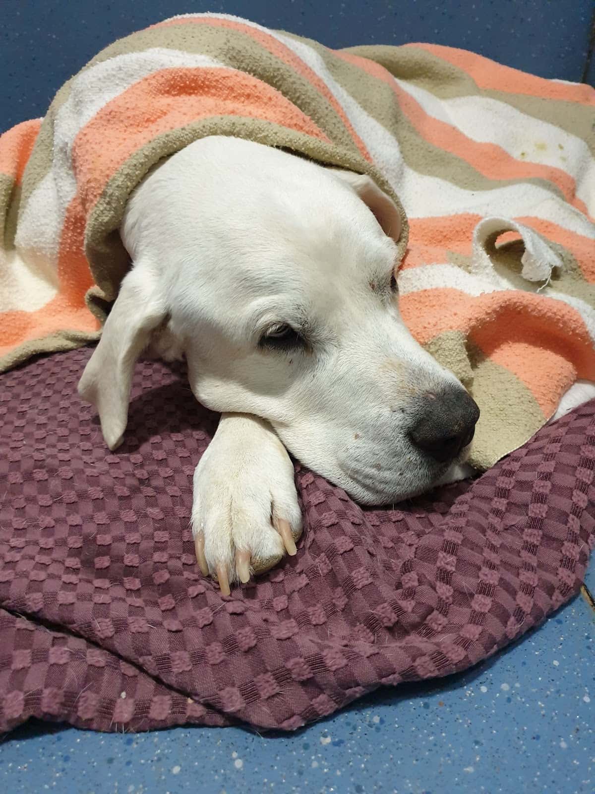 Clínica Veterinaria San Jorge