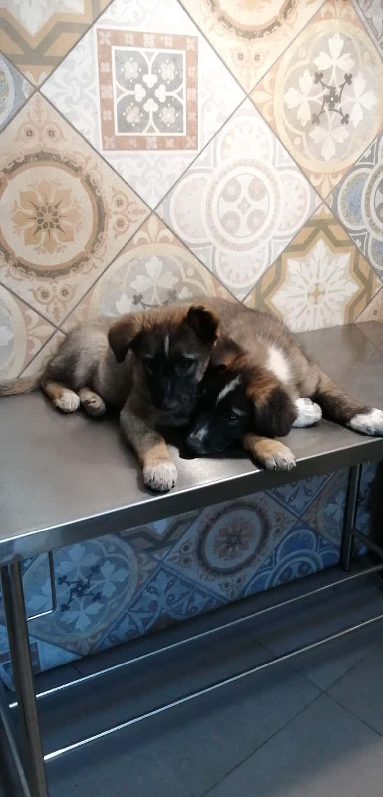 can pelut veterinario centro en sant salvador de guardiola en barcelona principalImage ADOPTA Sitios Pet Friendly