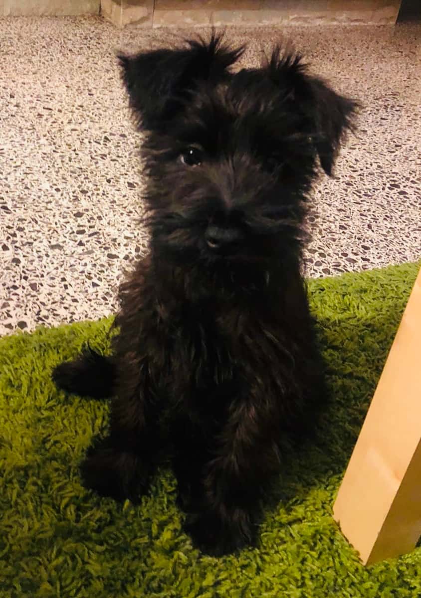 Anima'ls Clínica Veterinària