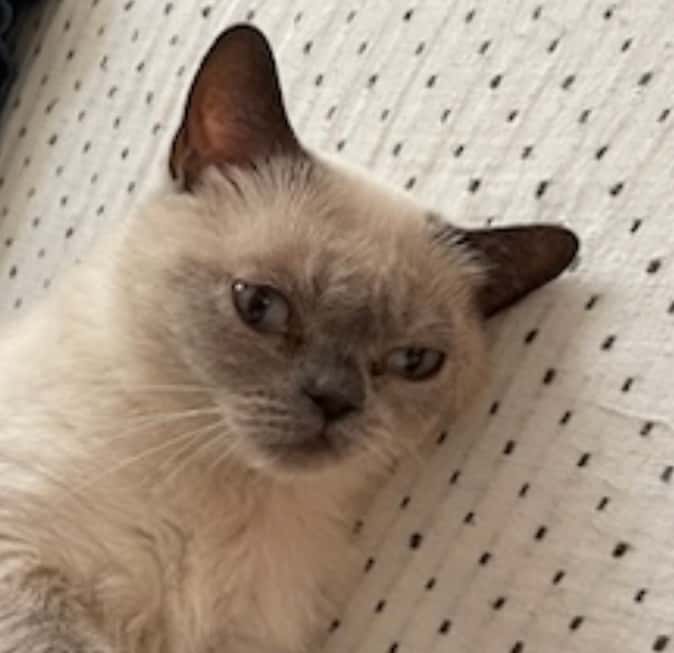 Anima'ls Clínica Veterinària