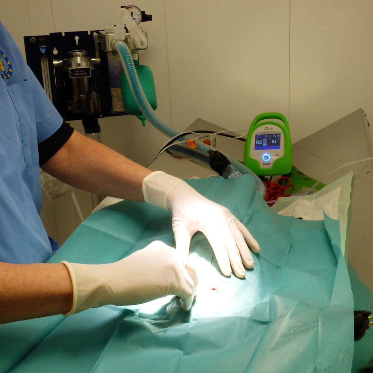 VetSeva Consultori Veterinari