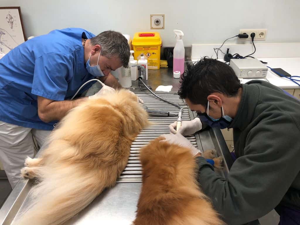 Pratdesaba Veterinaris Tona