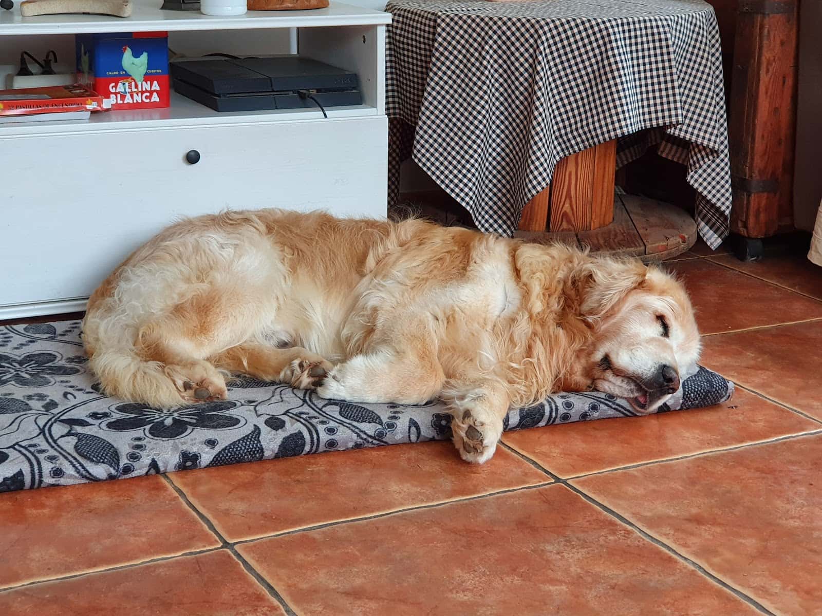 pratdesaba veterinaris tona veterinario centro en tona en barcelona principalImage ADOPTA Sitios Pet Friendly