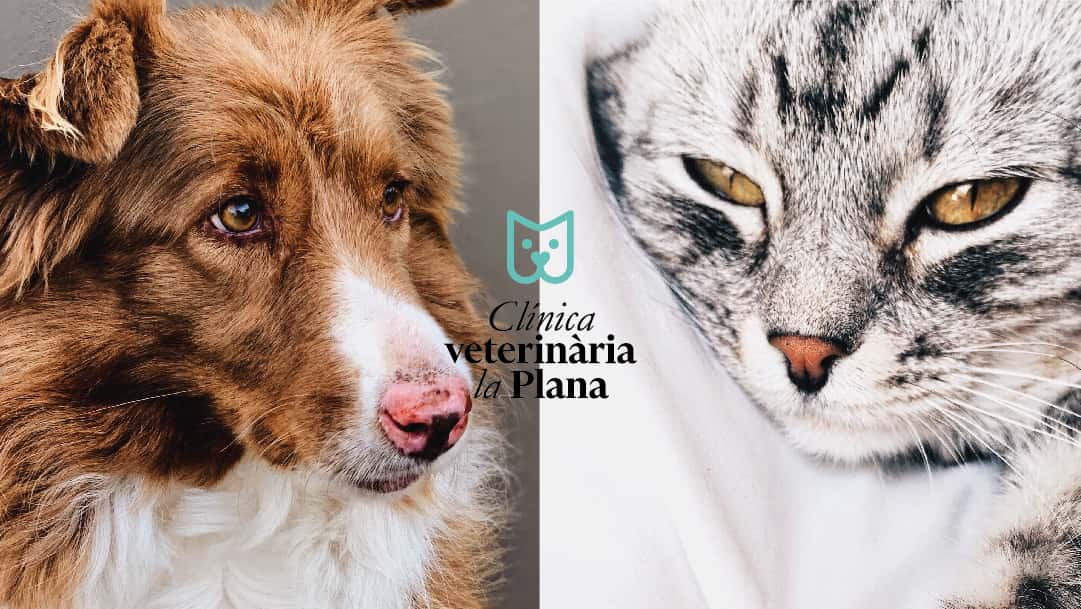 Clinica Veterinaria La Plana