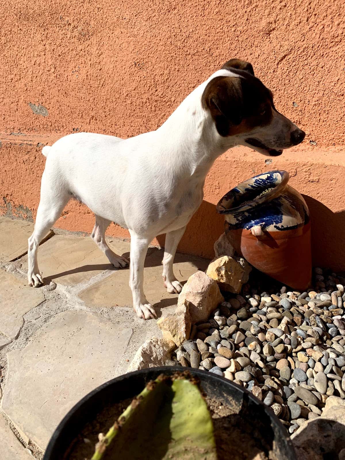 Servei Veterinari La Garriga