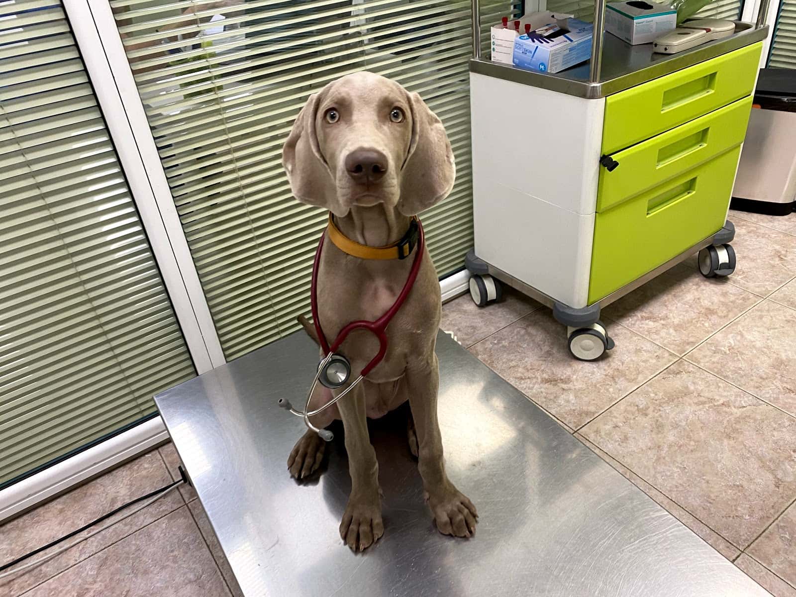 Clínica Veterinària Can Pilé