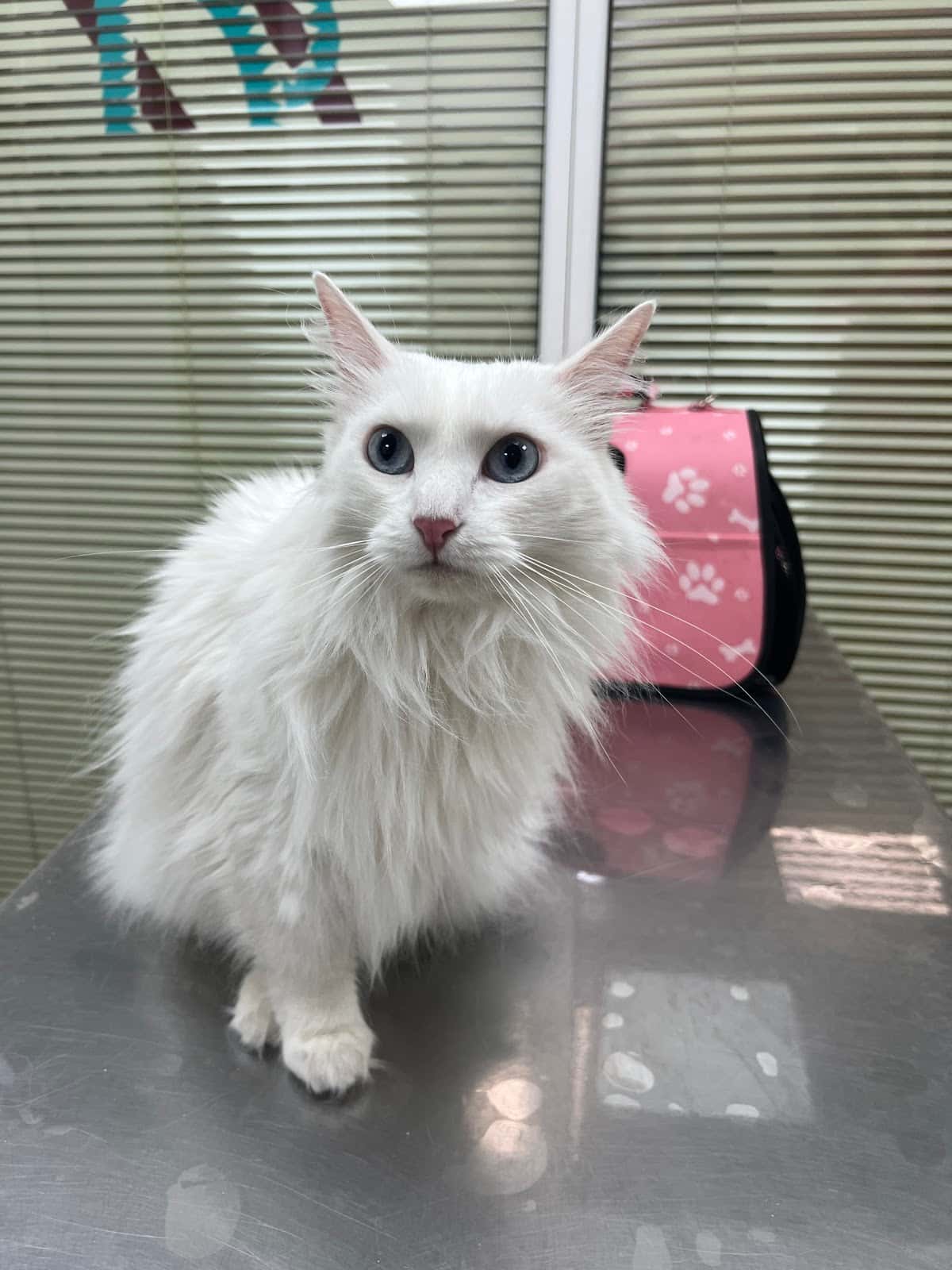 Clínica Veterinària Can Pilé