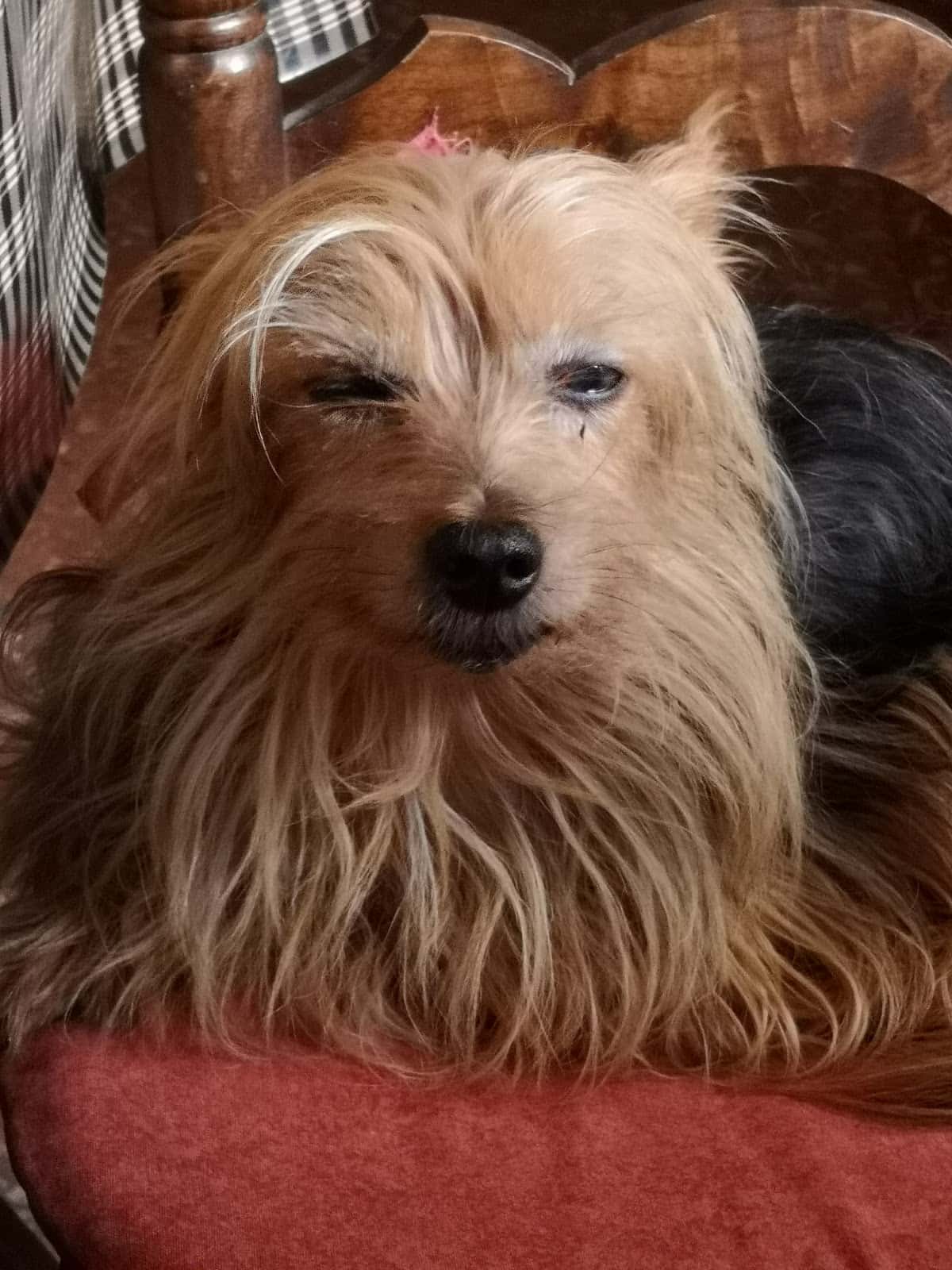 Hostalets Veterinaria