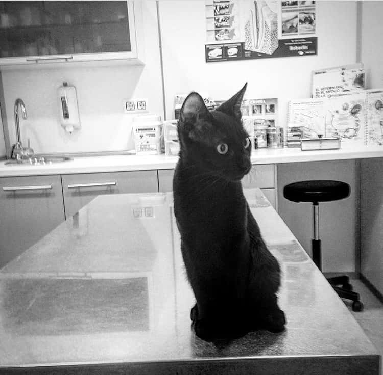 hostalets veterinaria veterinario centro en els hostalets de pierola en barcelona principalImage ADOPTA Sitios Pet Friendly