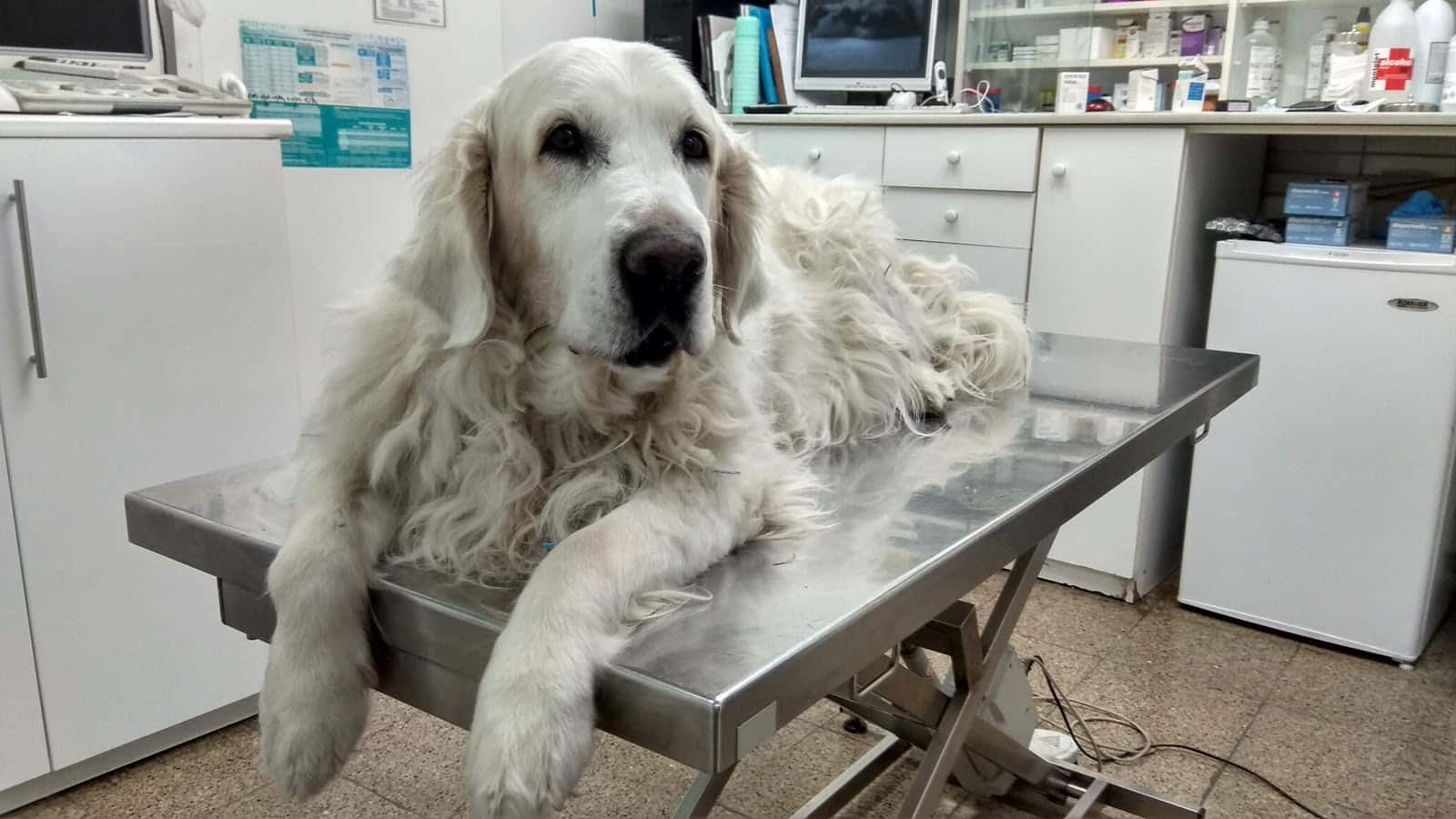 Clinica Veterinaria