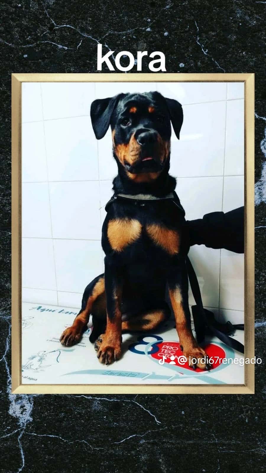 CLINICA VETERINARIA SANT JOAN