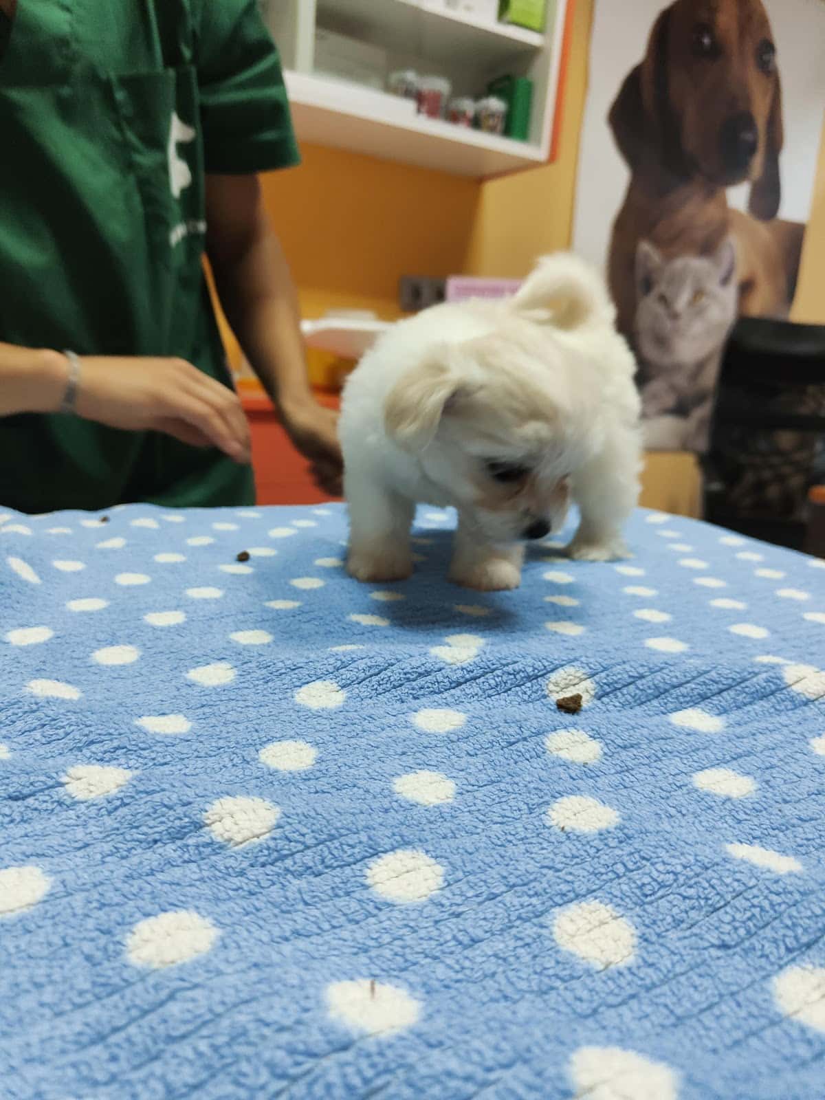 Olesa Veterinaria