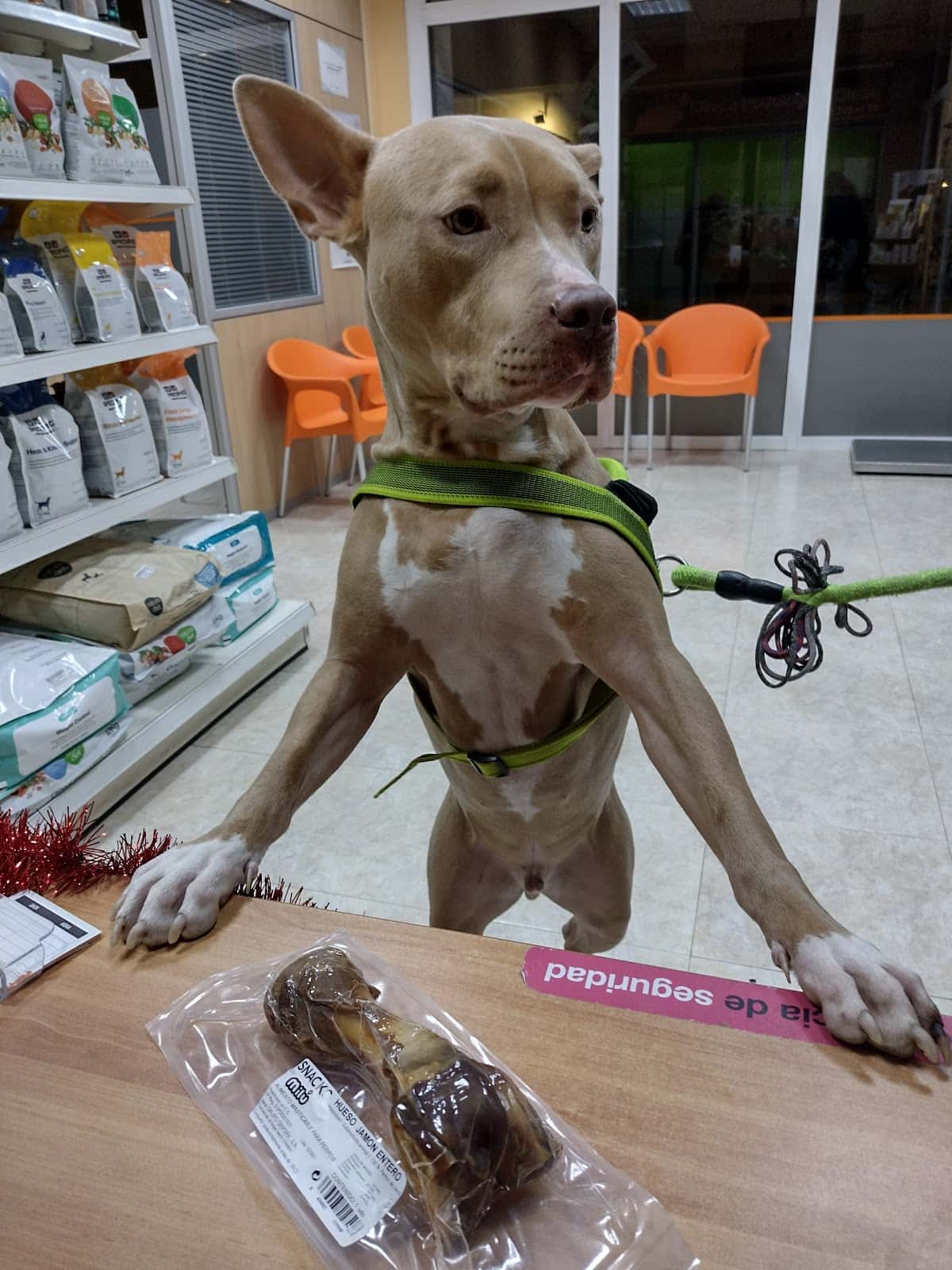 olesa veterinaria veterinario centro en olesa de montserrat en barcelona principalImage ADOPTA Sitios Pet Friendly