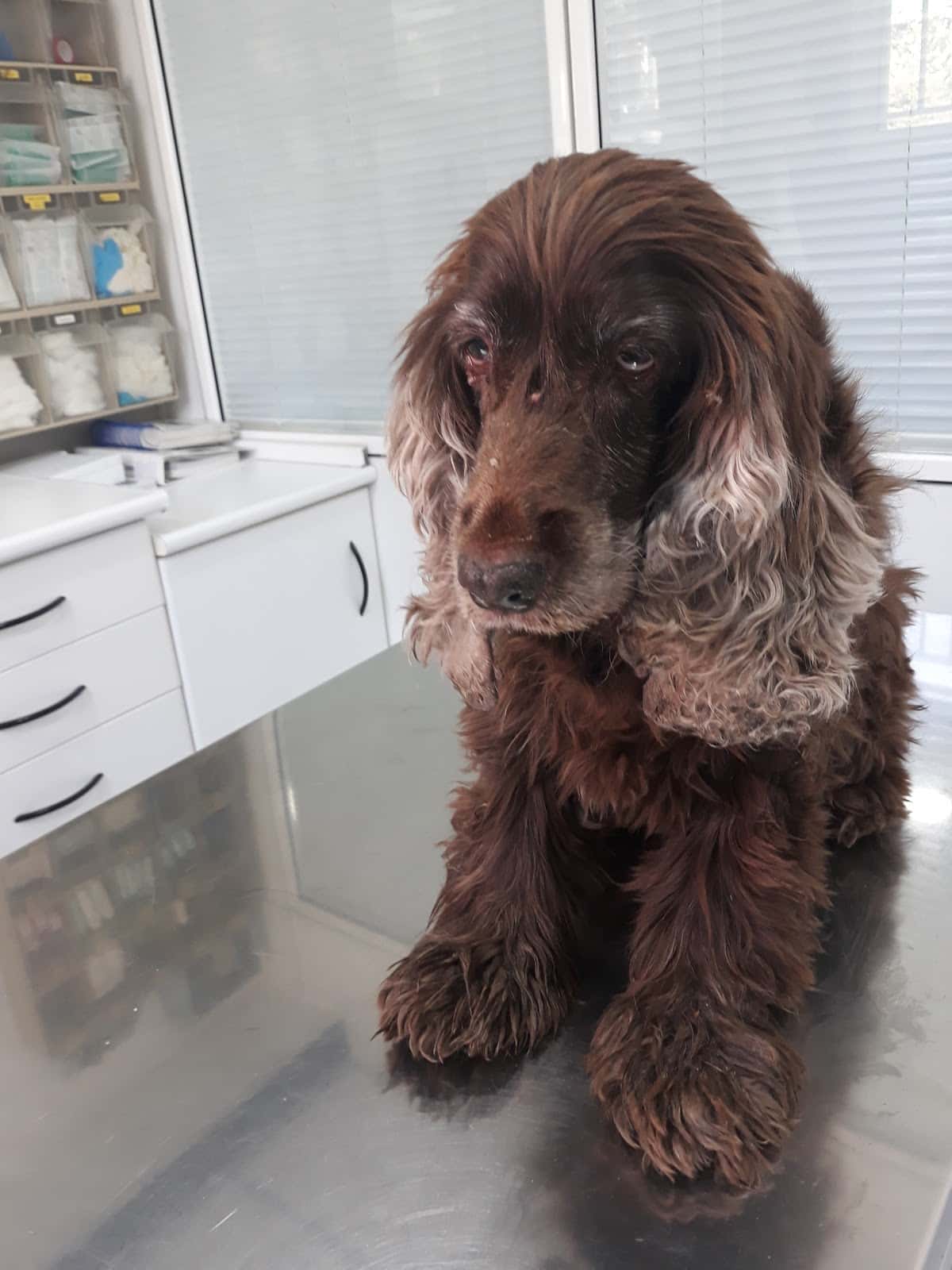 Hospital Veterinari Martorell