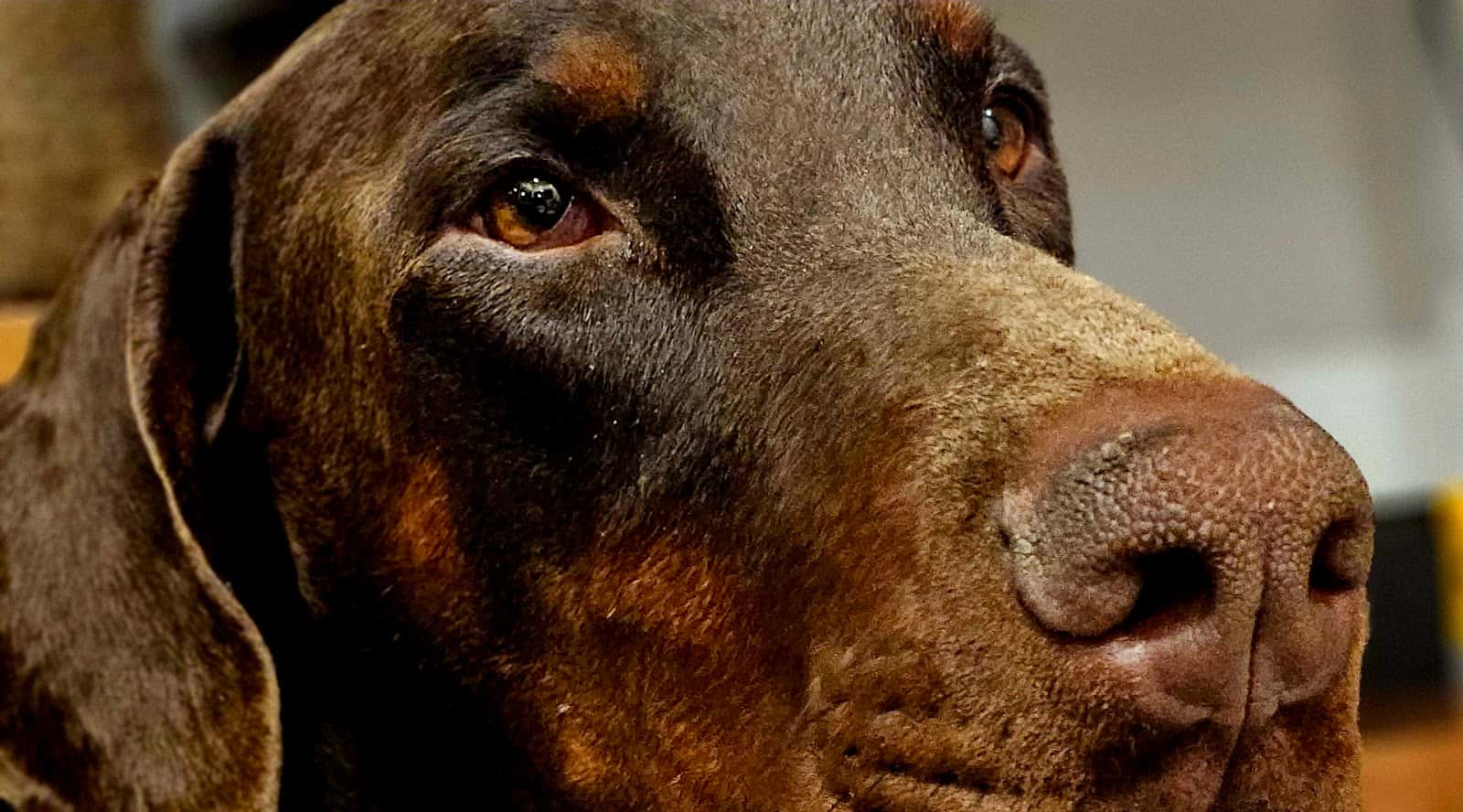Hospital Veterinari Martorell