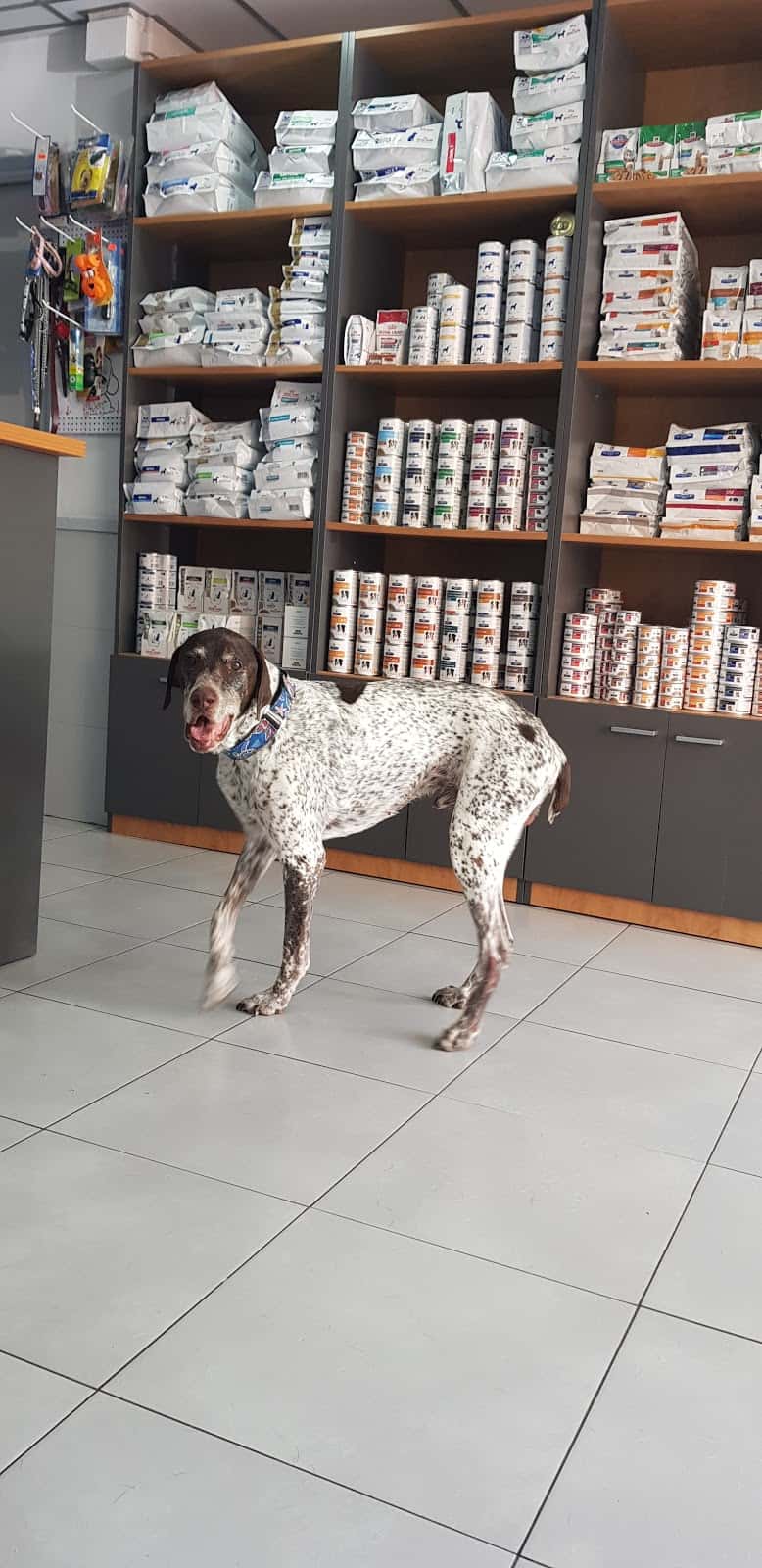 Hospital Veterinari Martorell