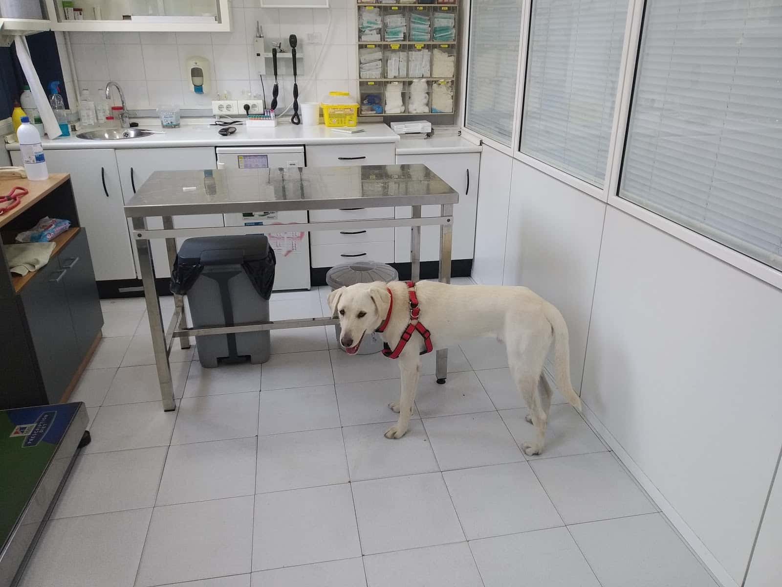 hospital veterinari martorell veterinario hospital en martorell en barcelona principalImage ADOPTA Sitios Pet Friendly