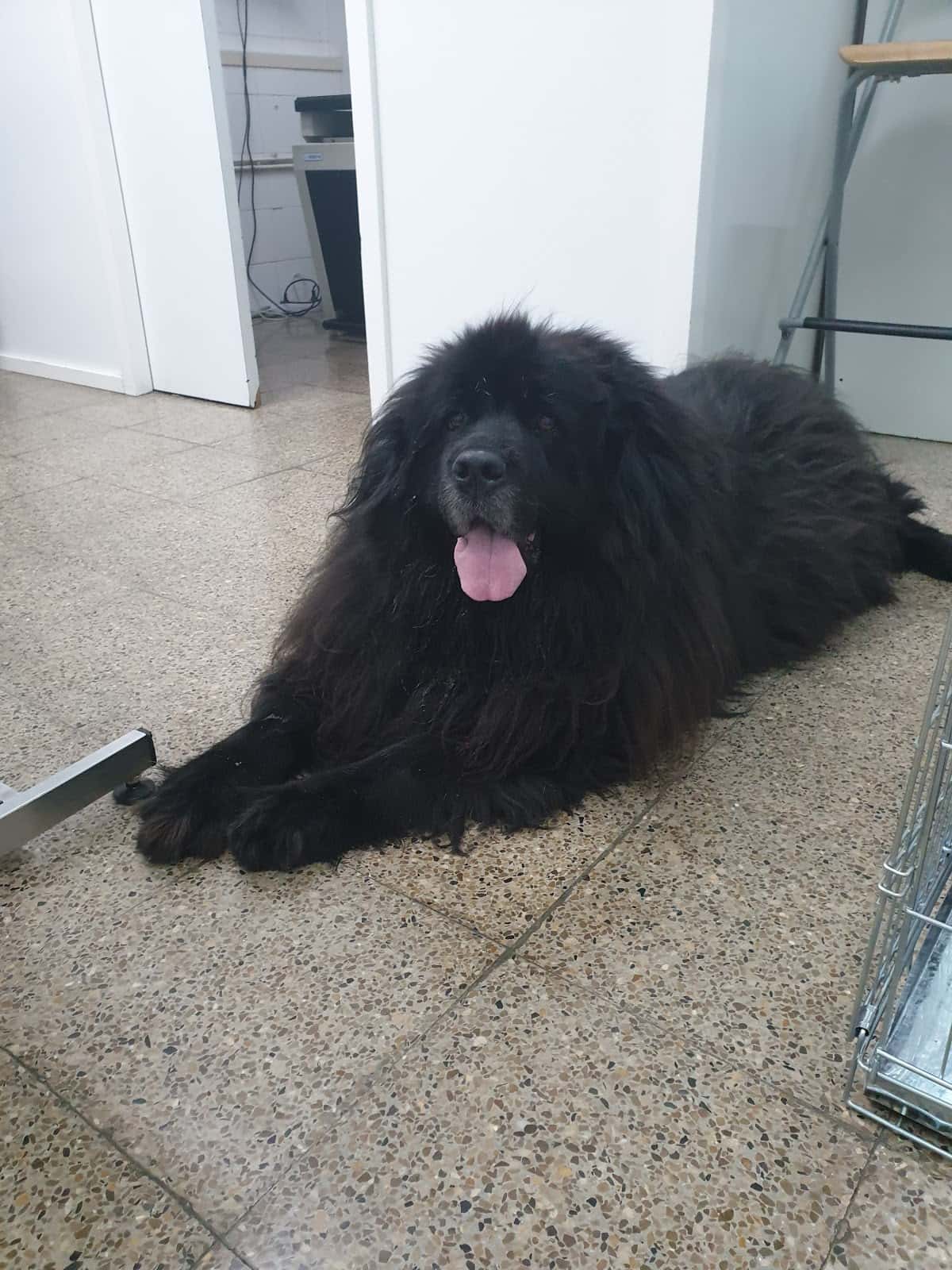 Veterinari Dispensari del Vallès